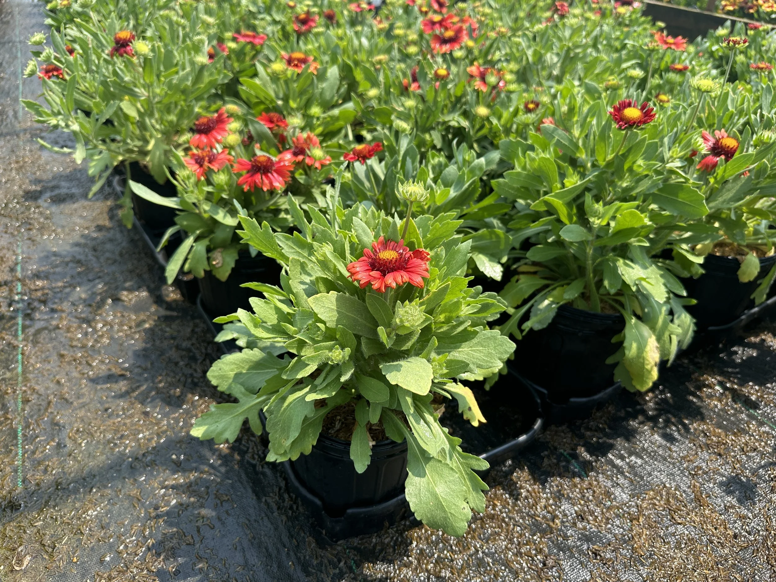 Gaillardia aristata 'Arizona Red Shades'