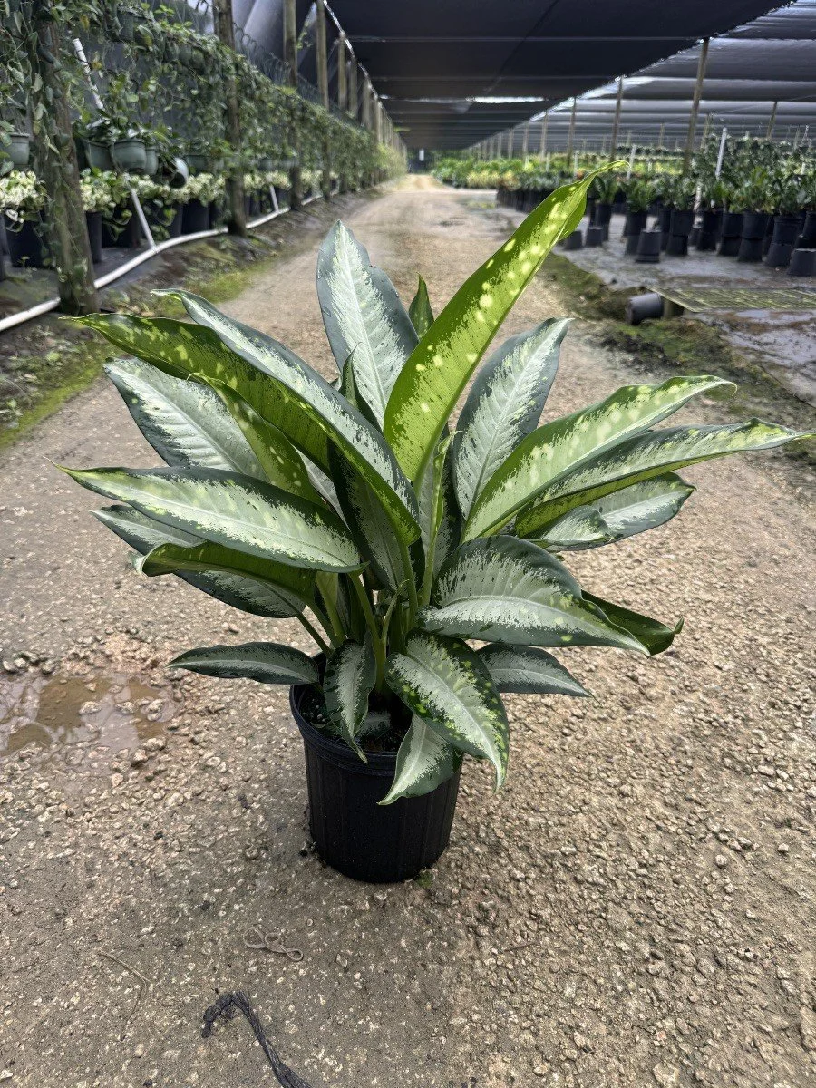 8IN Dieffenbachia Panther.jpg