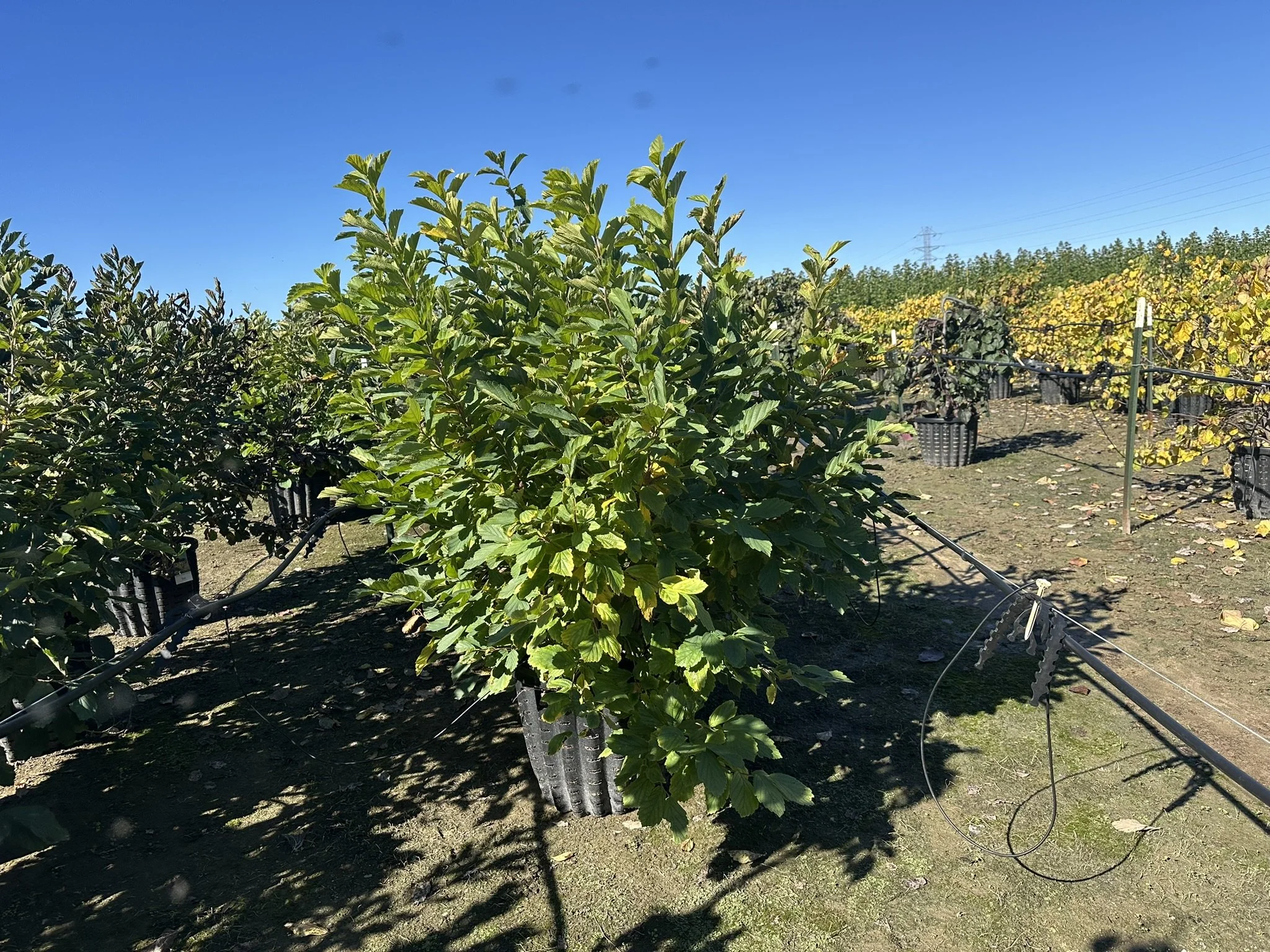 Hamamelis vernalis