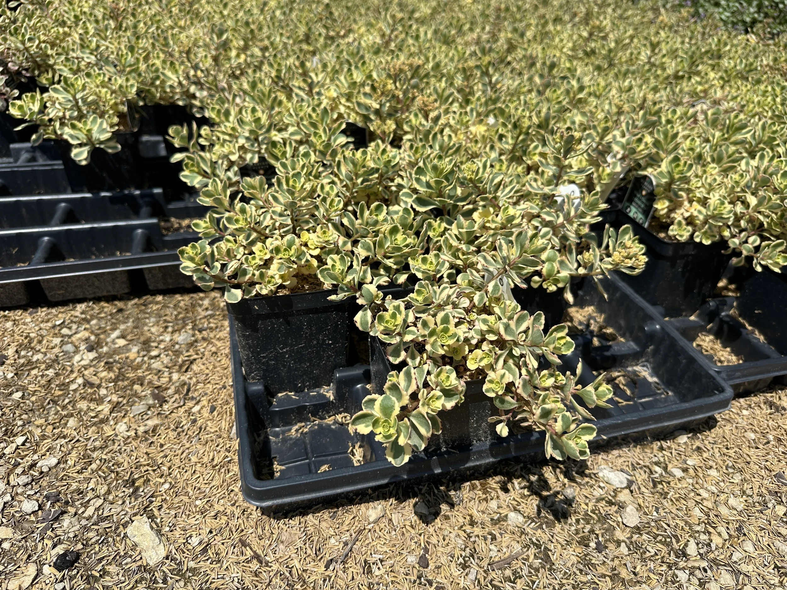Sedum spurium What a Doozie 'Spiraling Doozie' PP31789