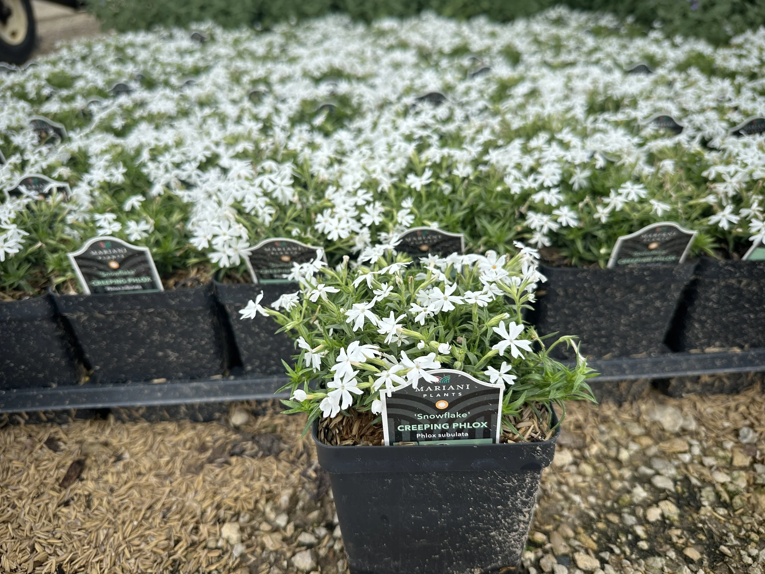 Phlox Snowflake.JPG