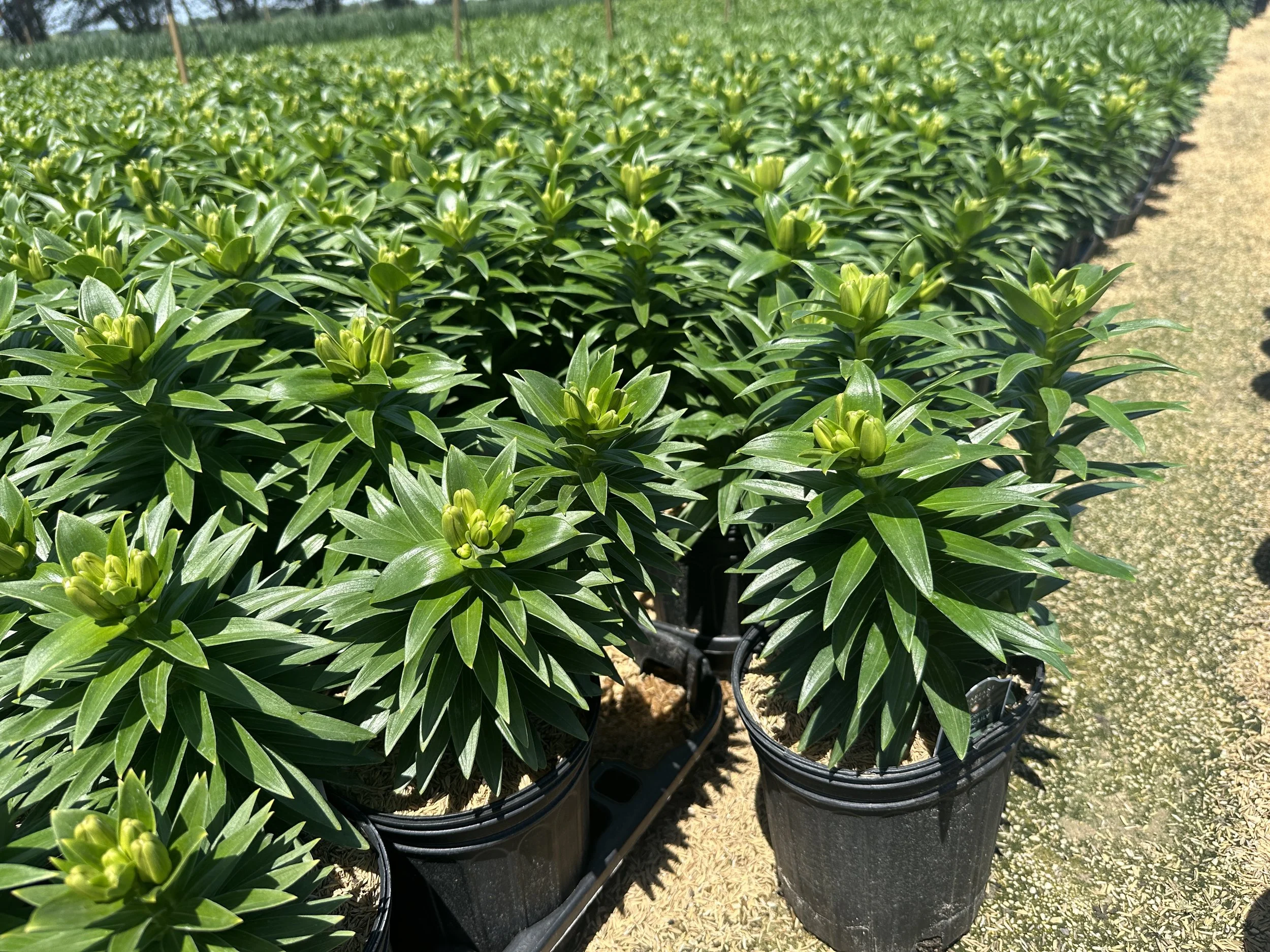 Lilium 'Tiny Ghost' PP16161 (Dark Red)