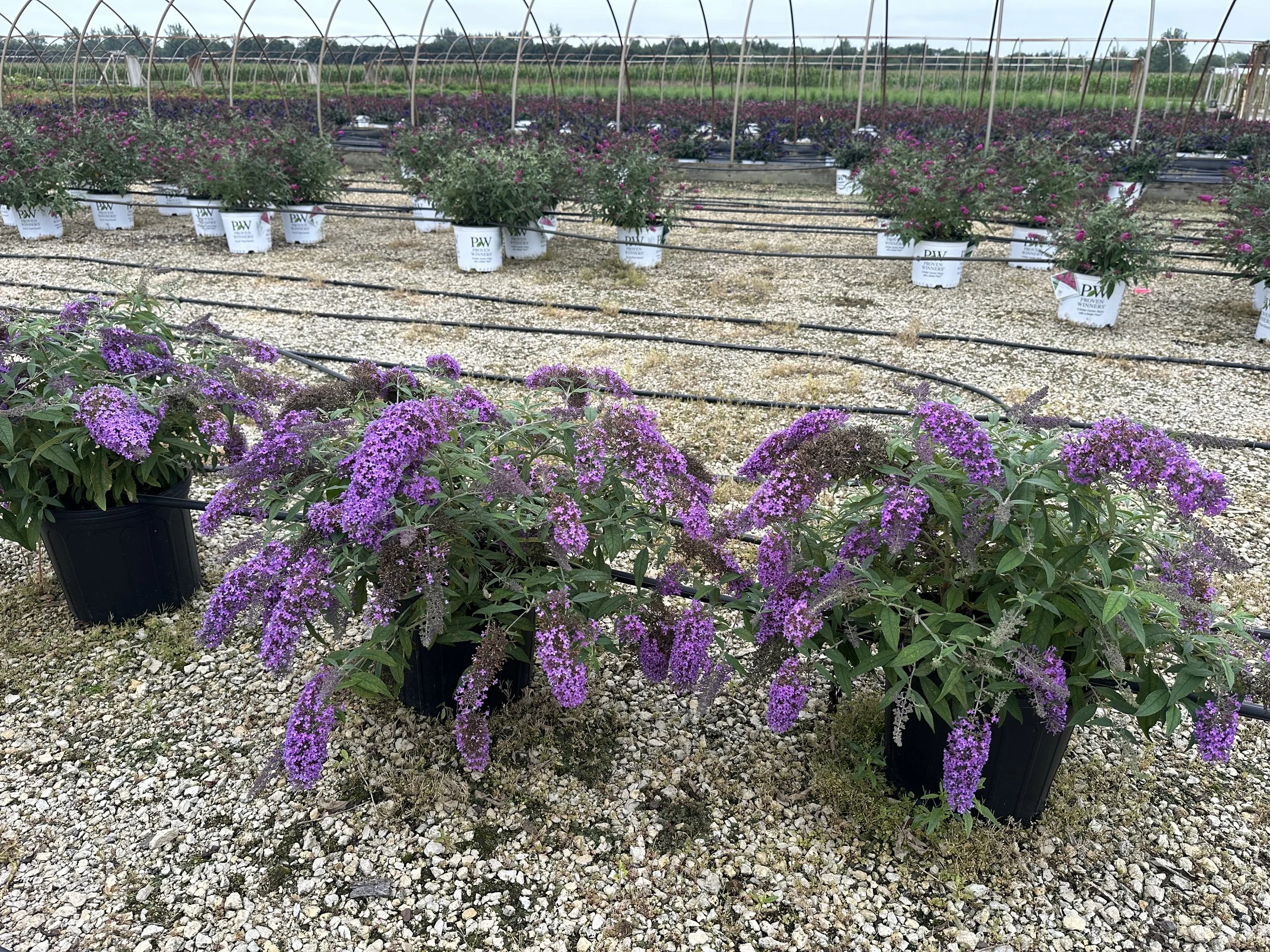 Buddleia 'Violet Cascade' PP34298