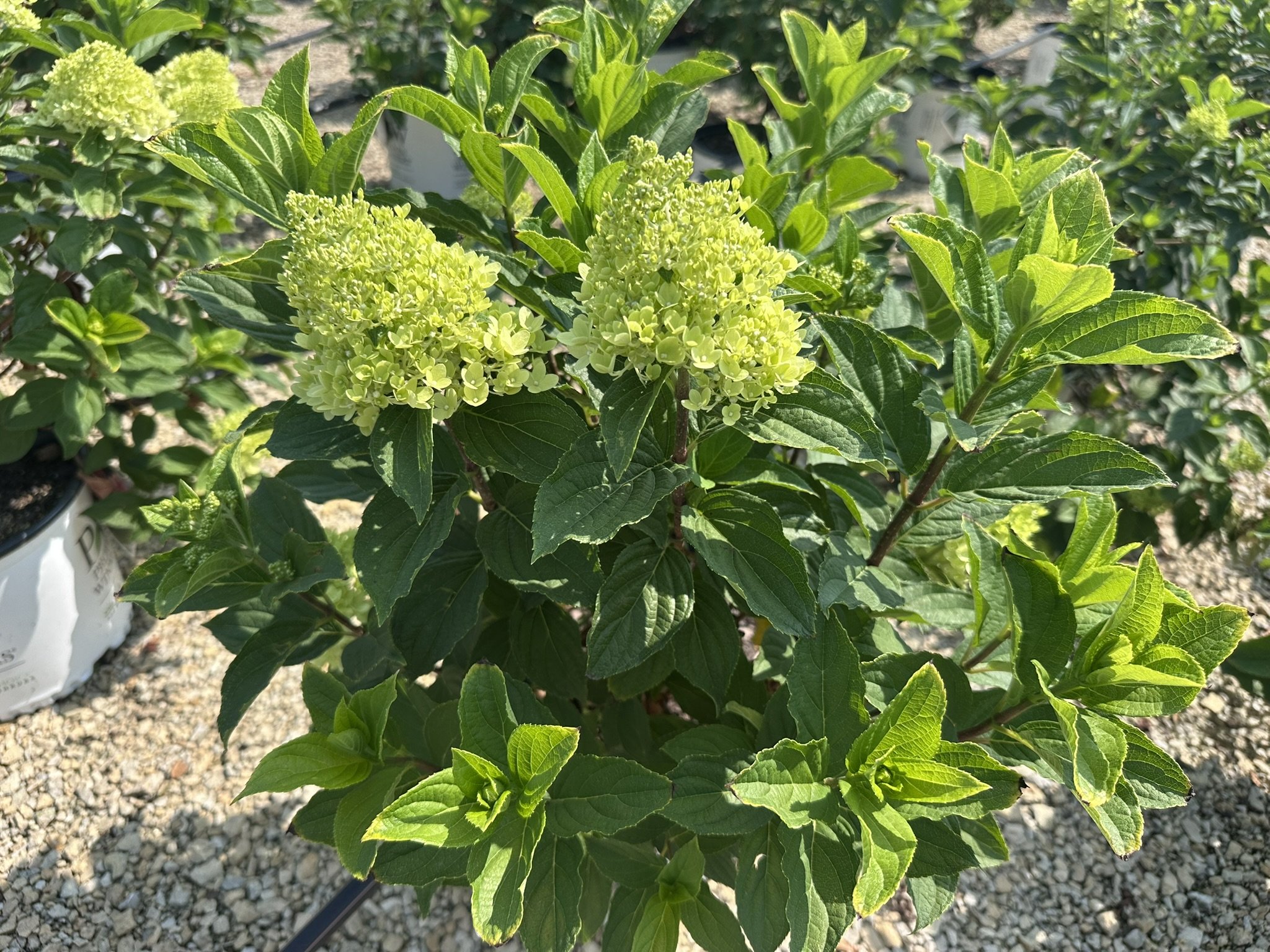 Hydrangea paniculata Limelight Prime® 'SMNHPPH' PP32511