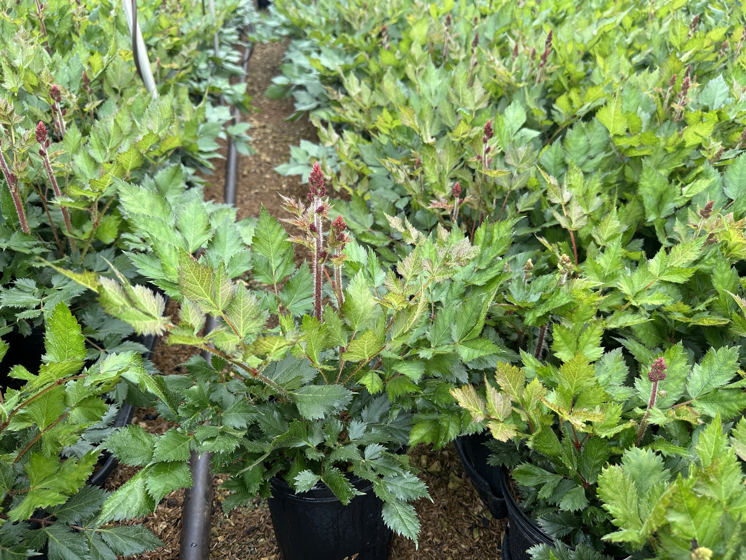 Astilbe chinensis 'Vision in Red'
