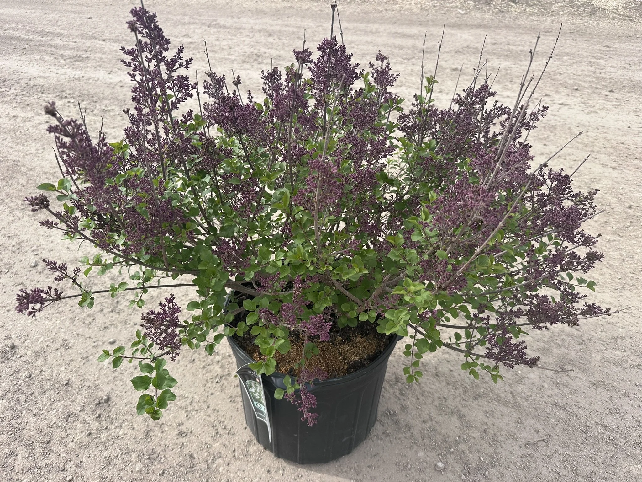 Syringa Palibin #7.JPEG