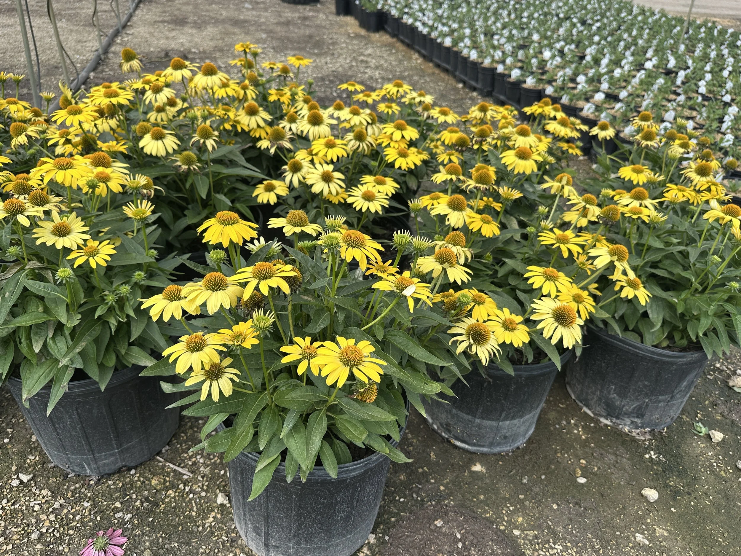 Echinacea Sombrero® Lemon Yellow Improved 'Balsomemyim' PP30116