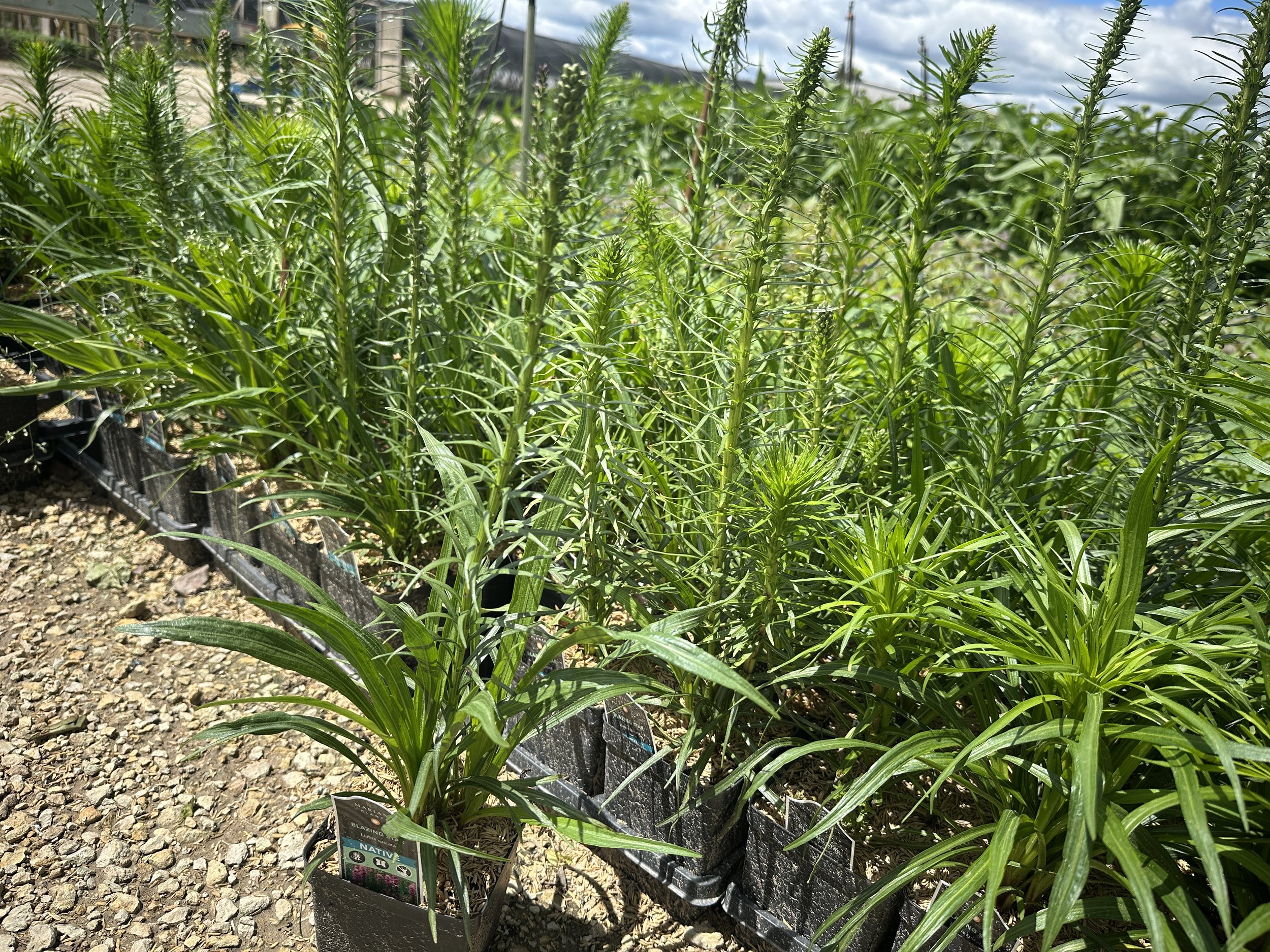 Liatris spicata quart.JPG