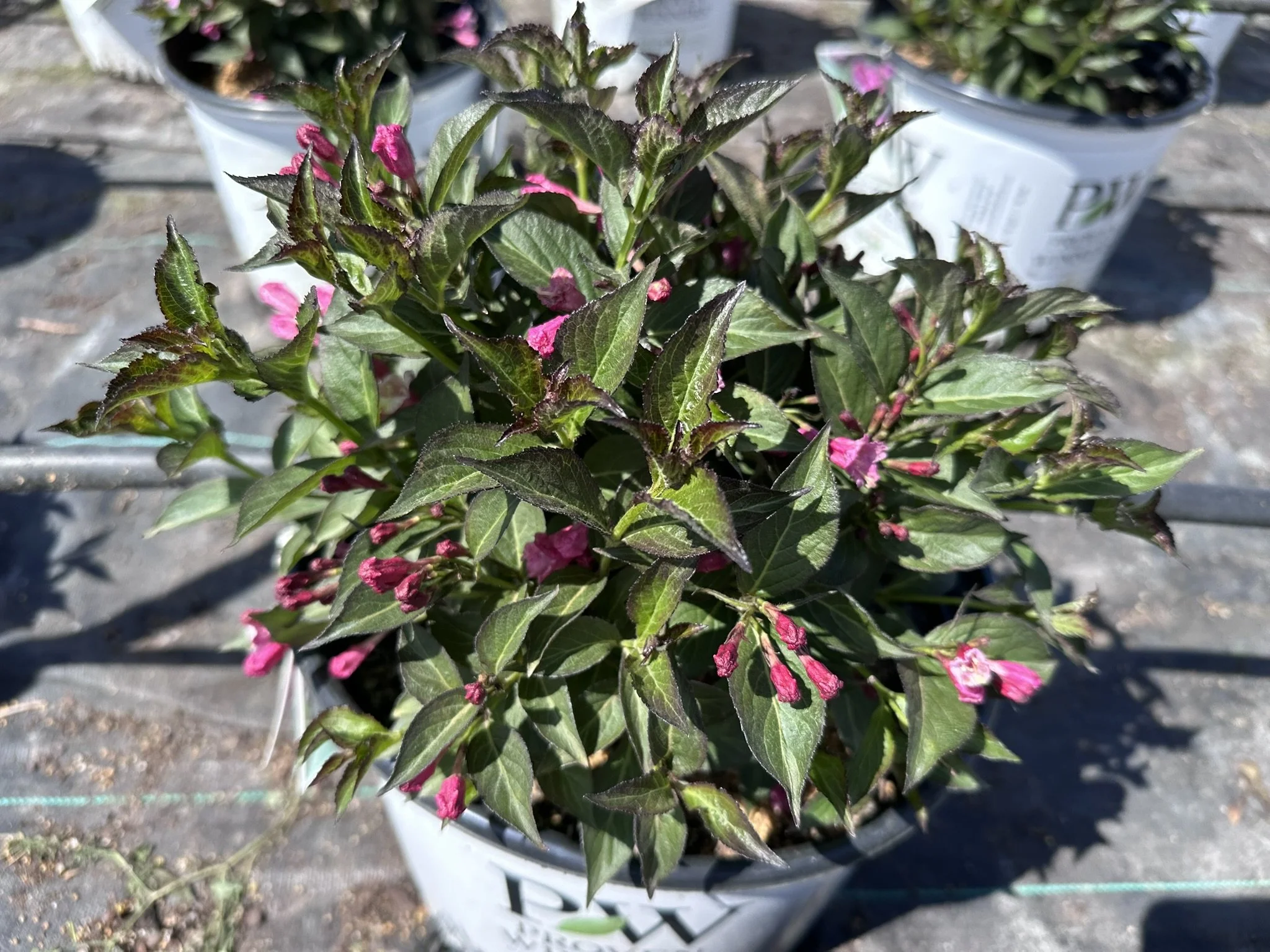 Weigela florida Sonic Bloom Wine® 'SMNWFG' PP35120