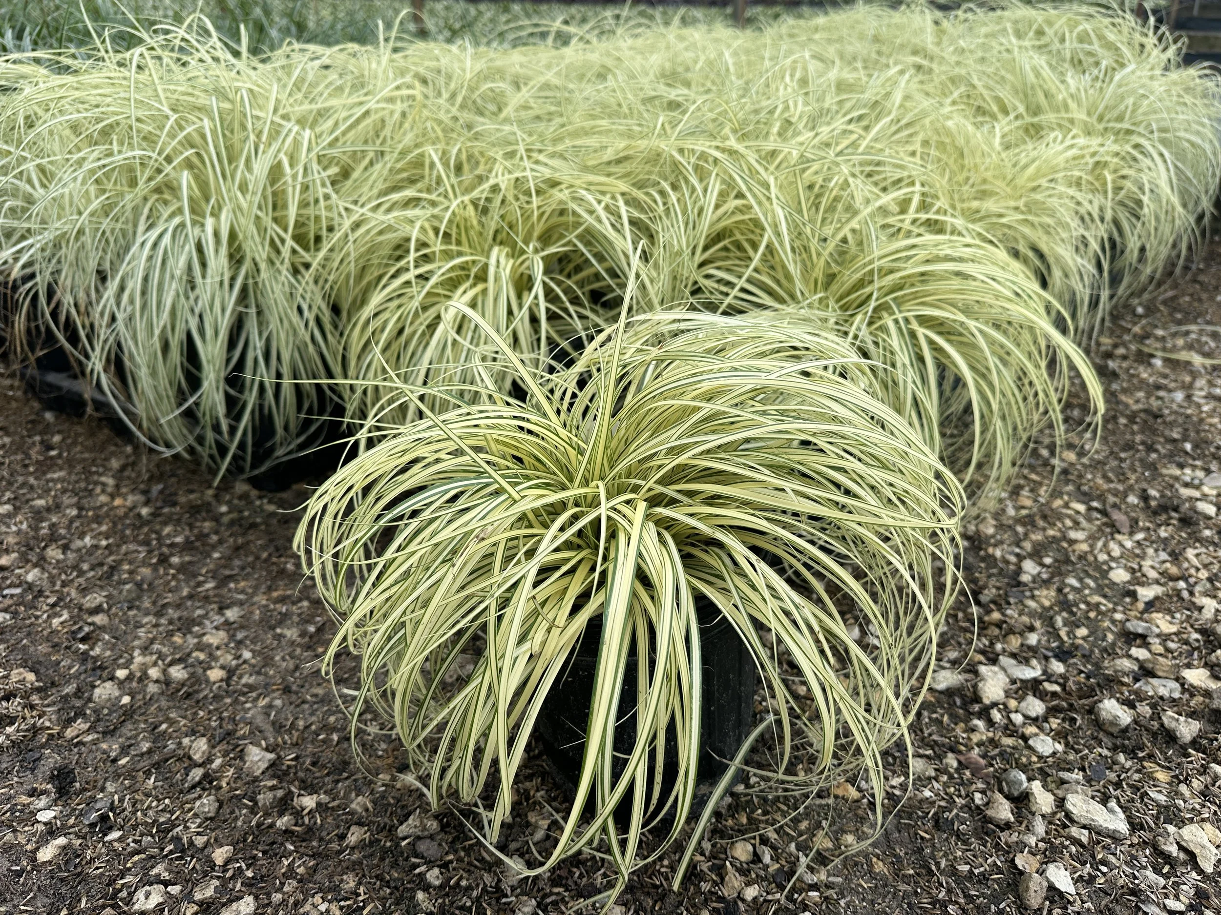 Carex hachijoensis 'Evergold'