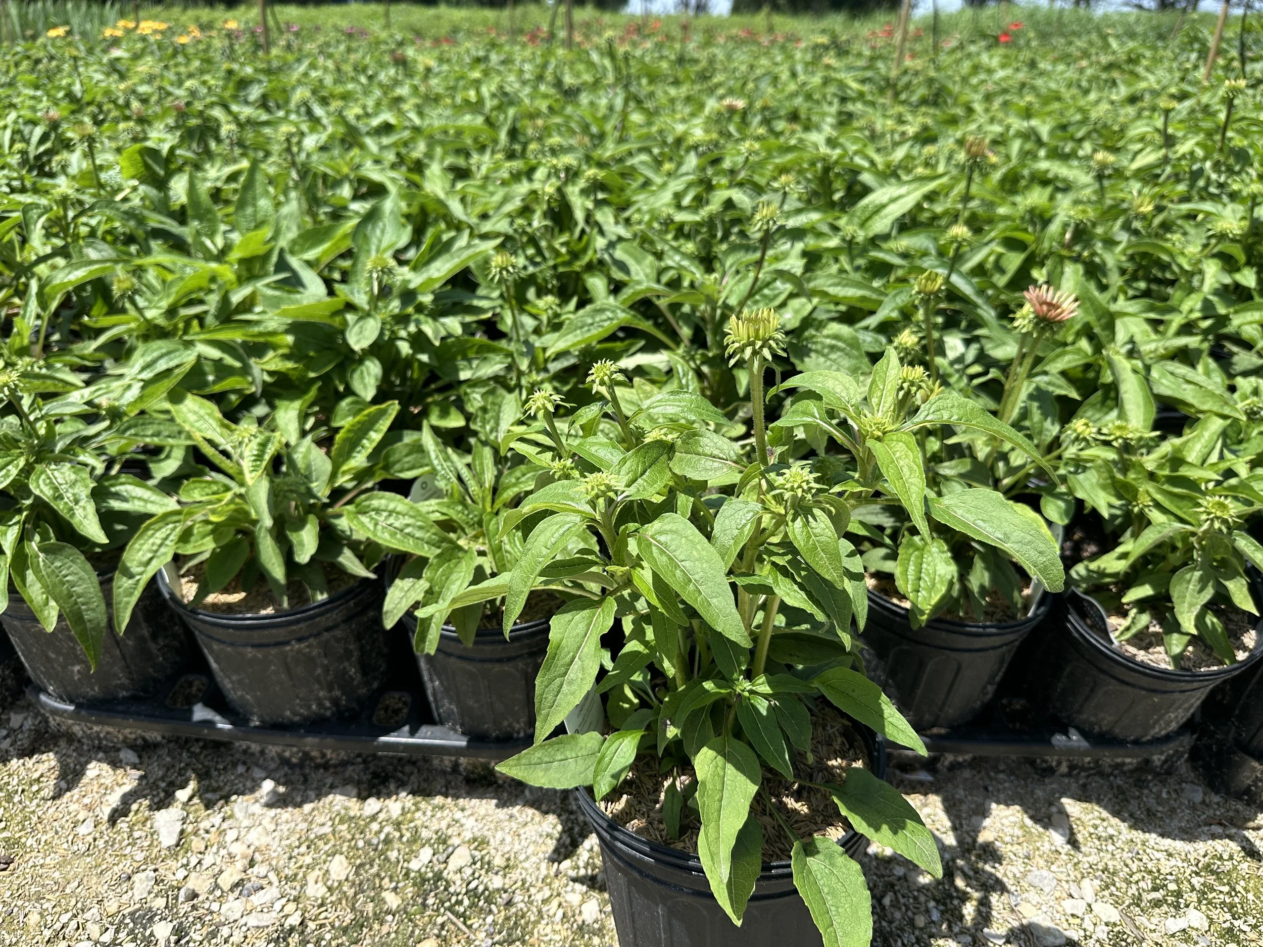 Echinacea purpurea 'PowWow Wild Berry'