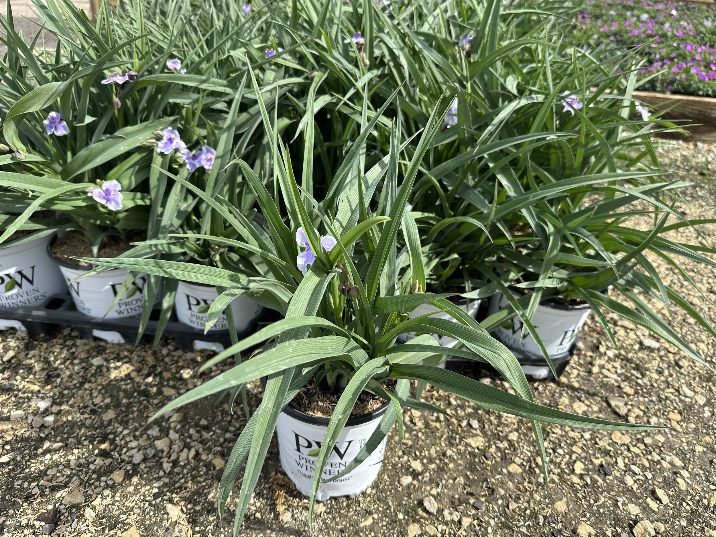 Tradescantia 'Webmaster' PP36720