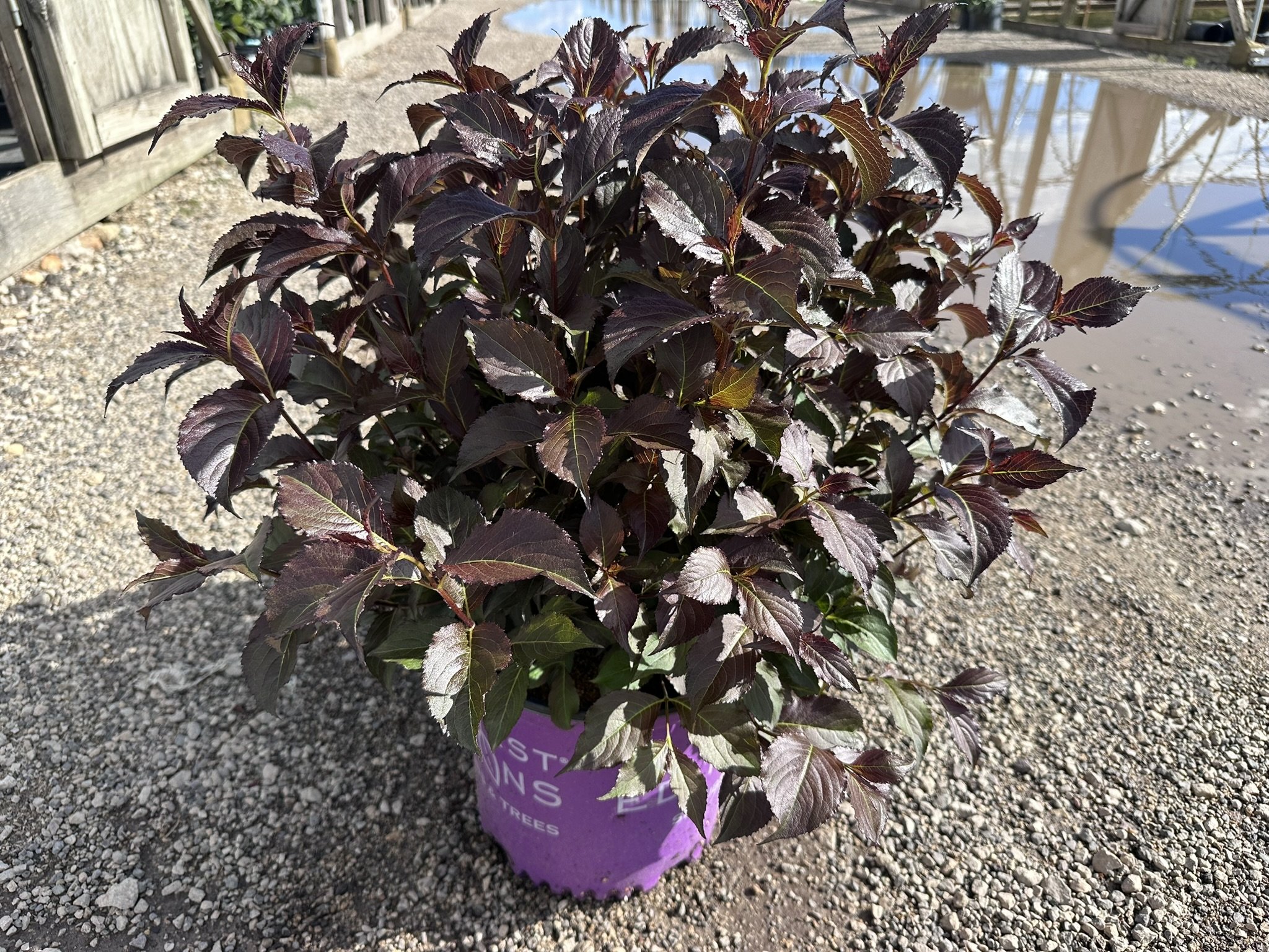 Weigela florida Shining Sensation™ 'Bokrashine'