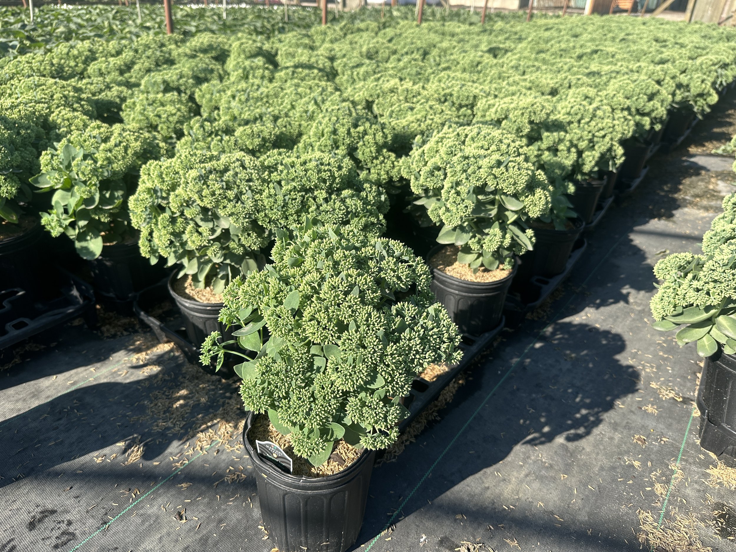 Sedum 'Autumn Joy' ('Herbstfreude')