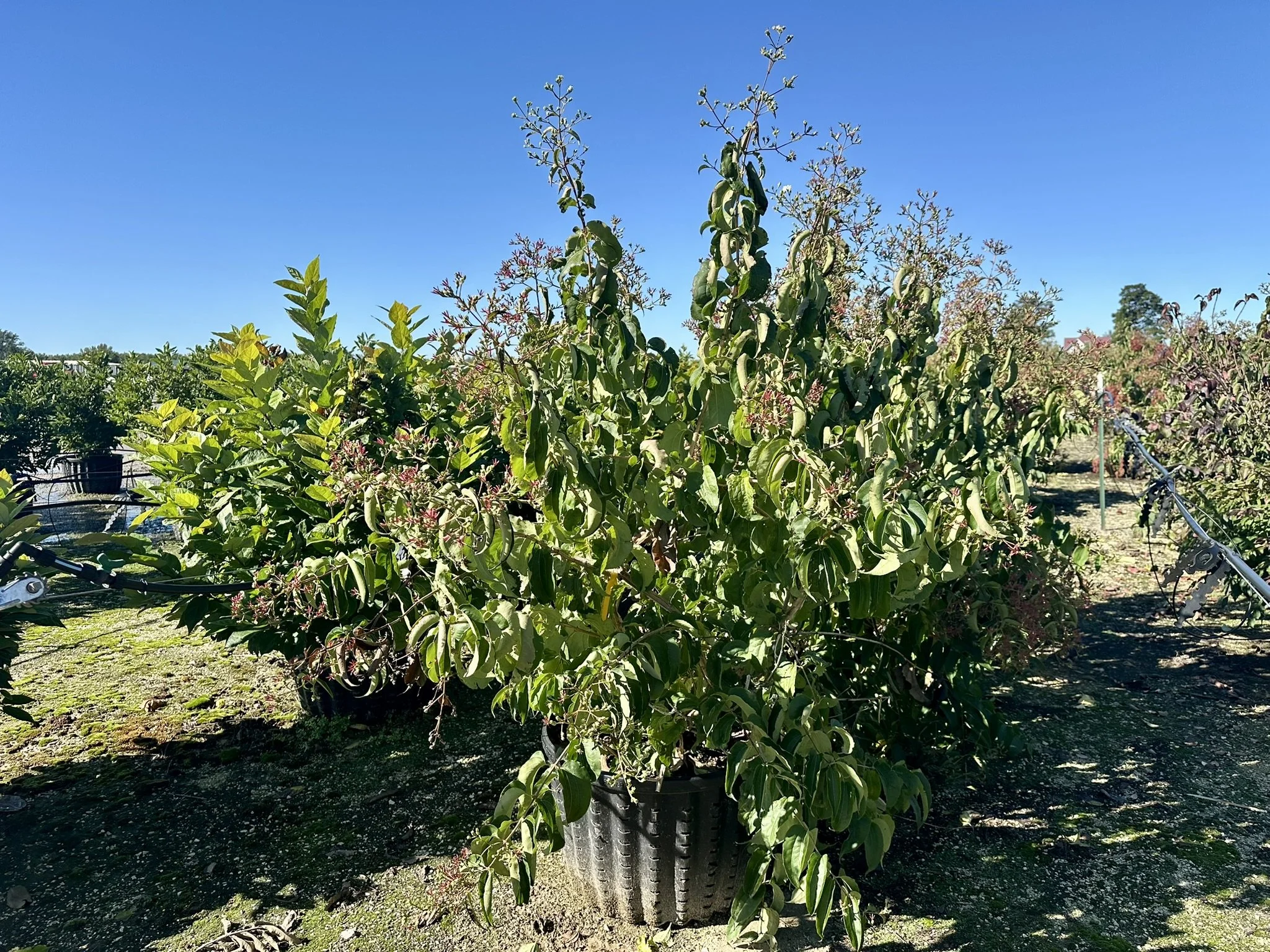 Heptacodium miconioides