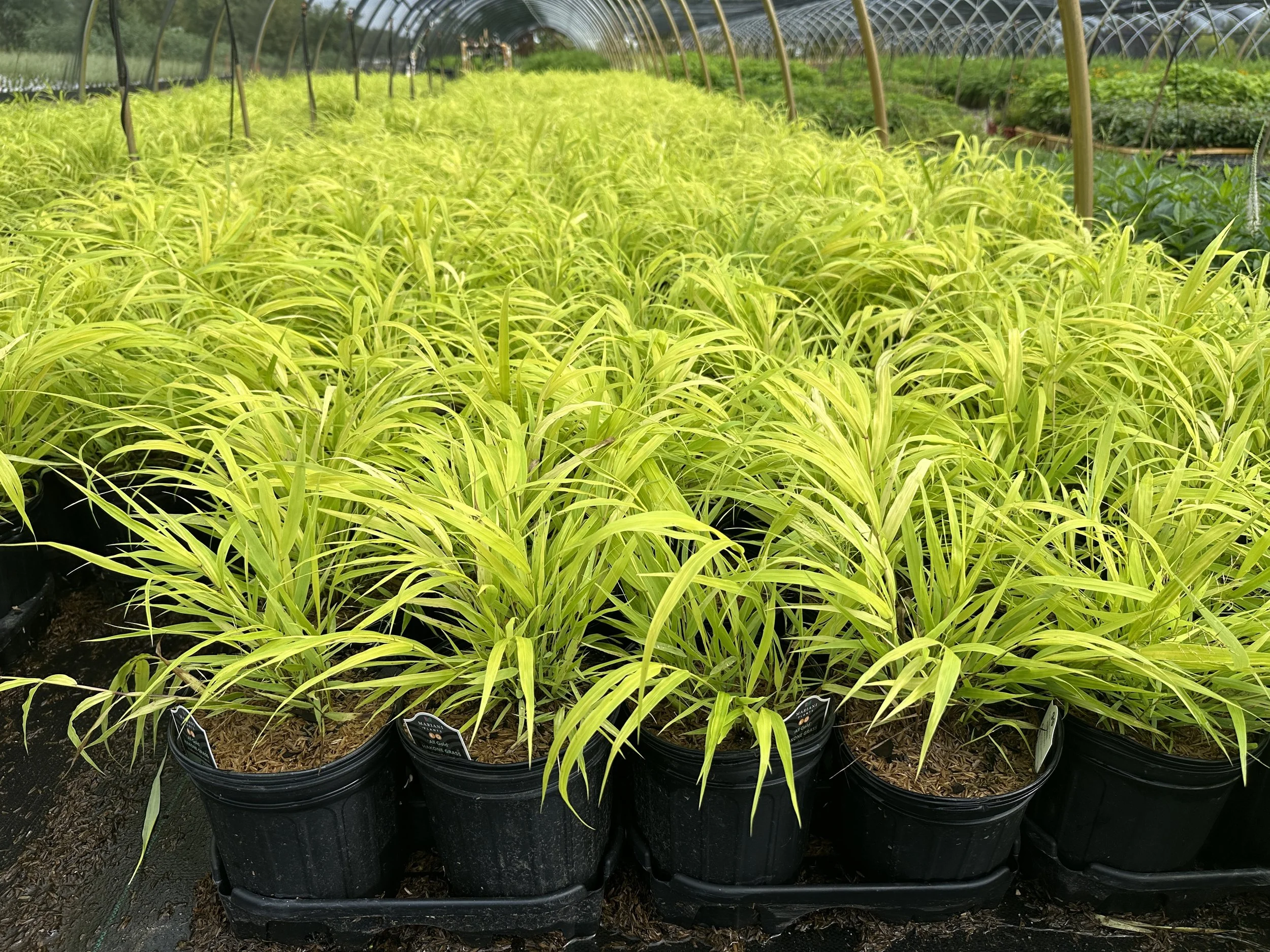 Hakonechloa macra 'All Gold'