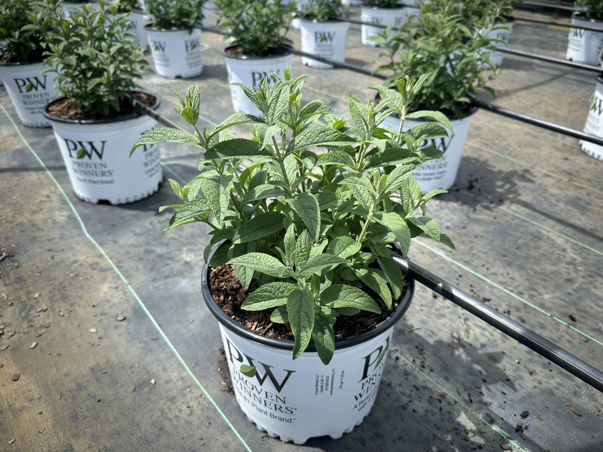 Buddleia 'Miss Molly' PP23425