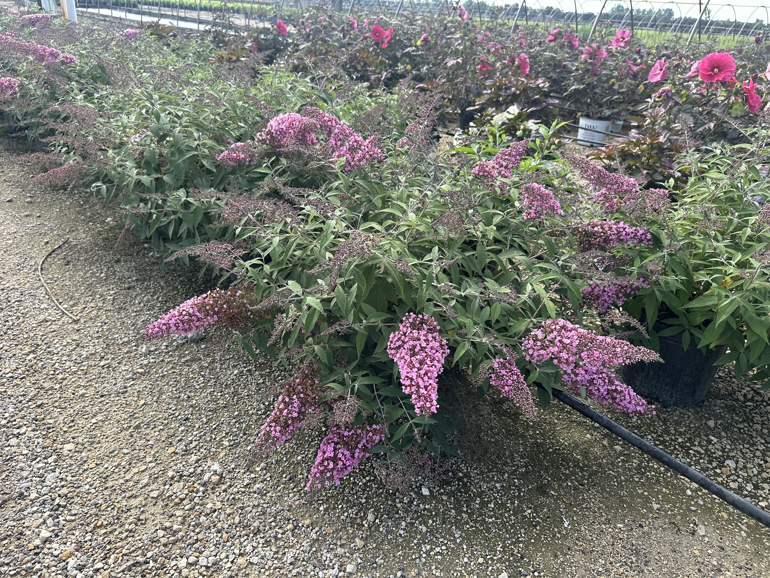 Buddleia 'Pink Cascade II' PP35438