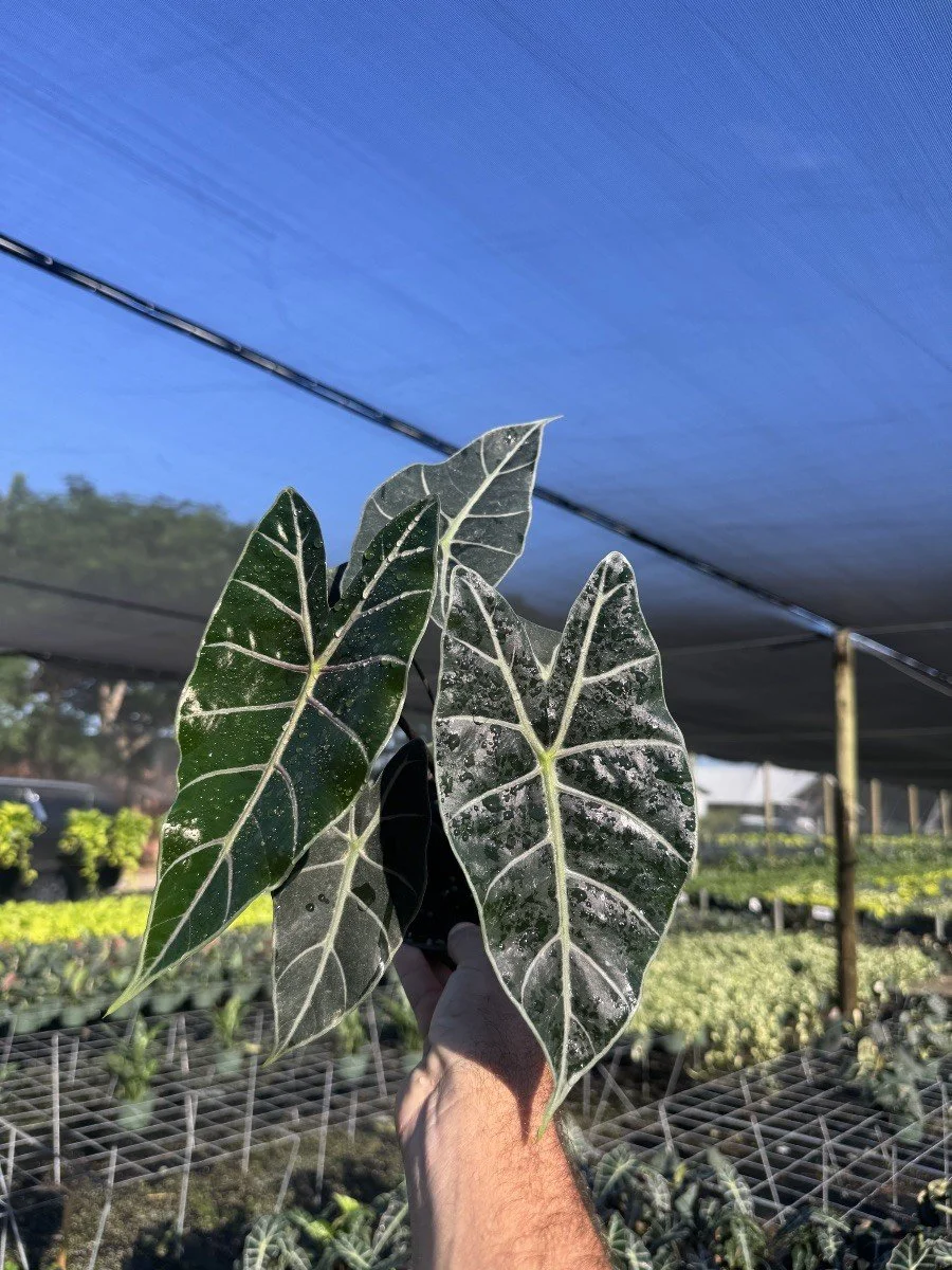 6IN Alocasia Black Satun 'Pink Bone'.jpg