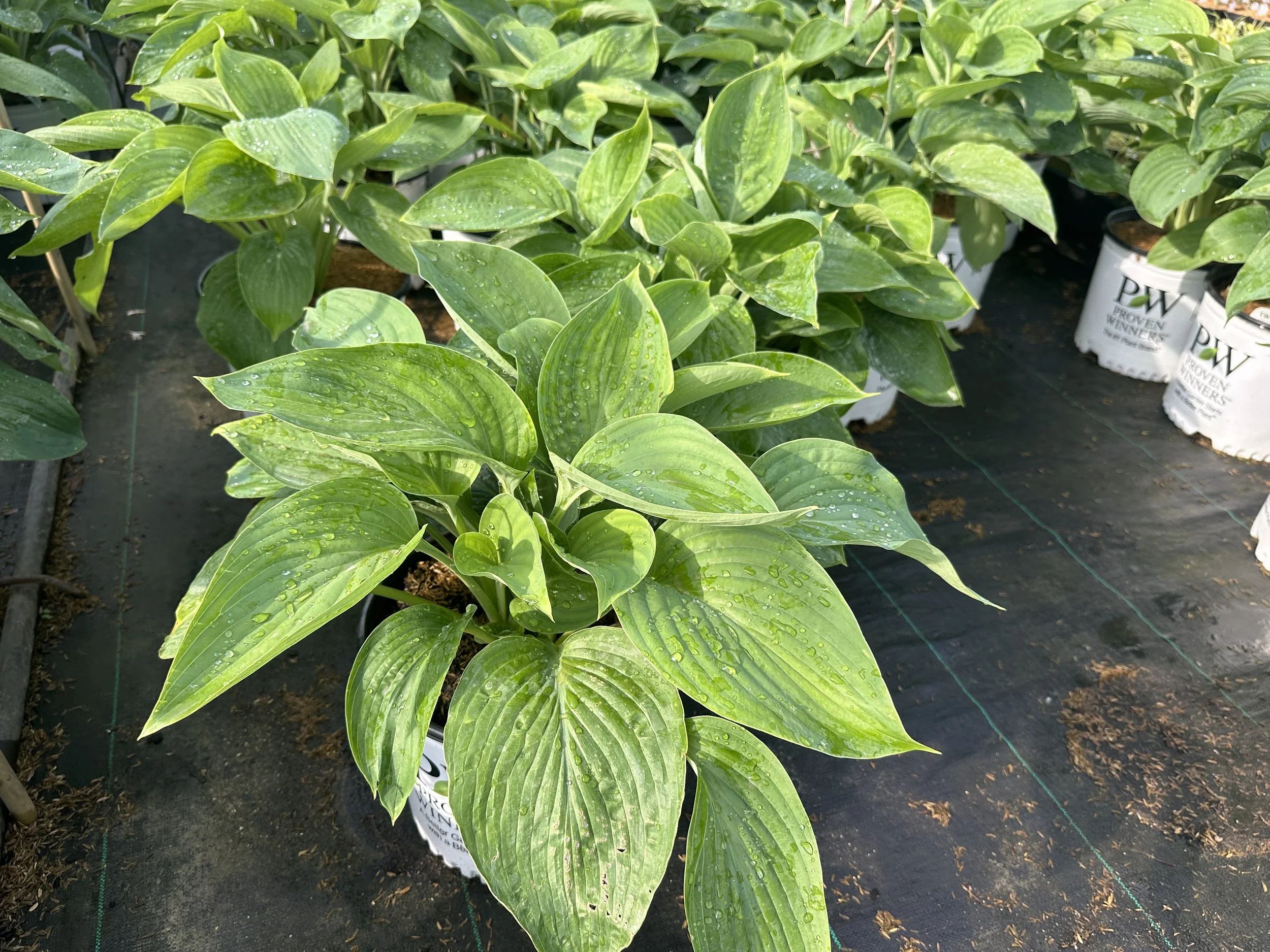 Hosta Shadowland® 'Empress Wu' PP20774