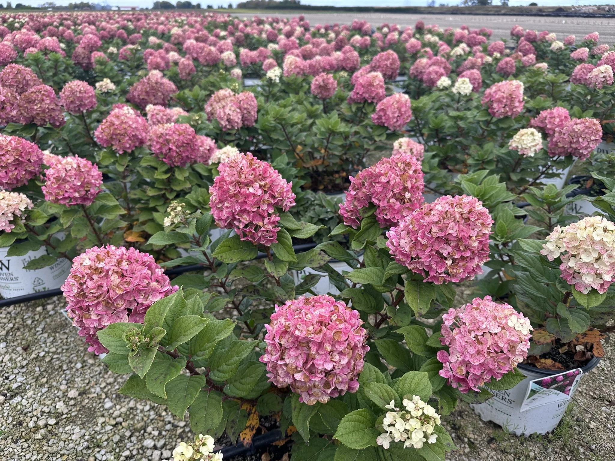 Hydrangea paniculata Little Lime Punch® 'SMNHPH' PP33207