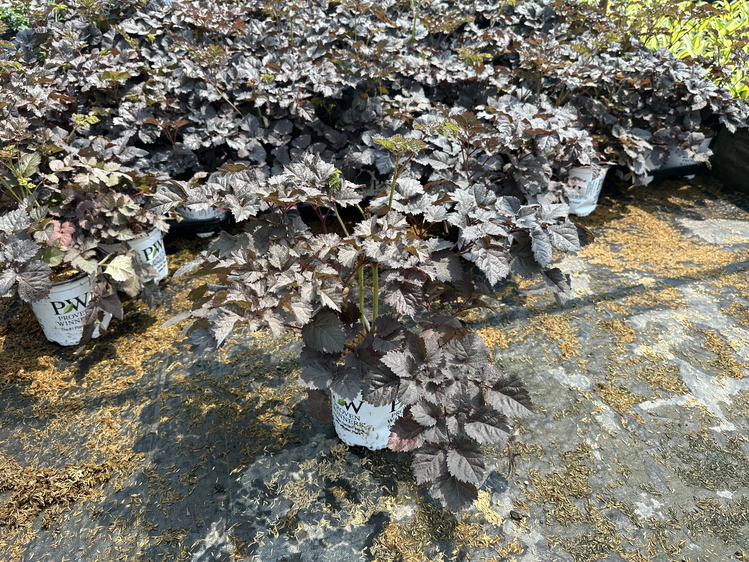 Astilbe chinensis 'Dark Side of the Moon' PP35461