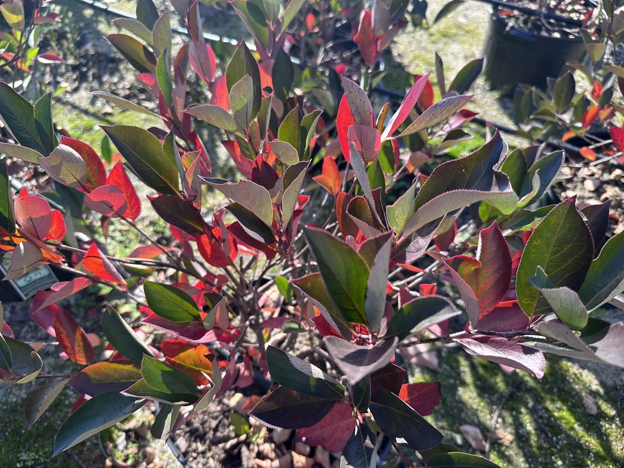 Aronia melanocarpa Iroquois Beauty™ 'Morton'