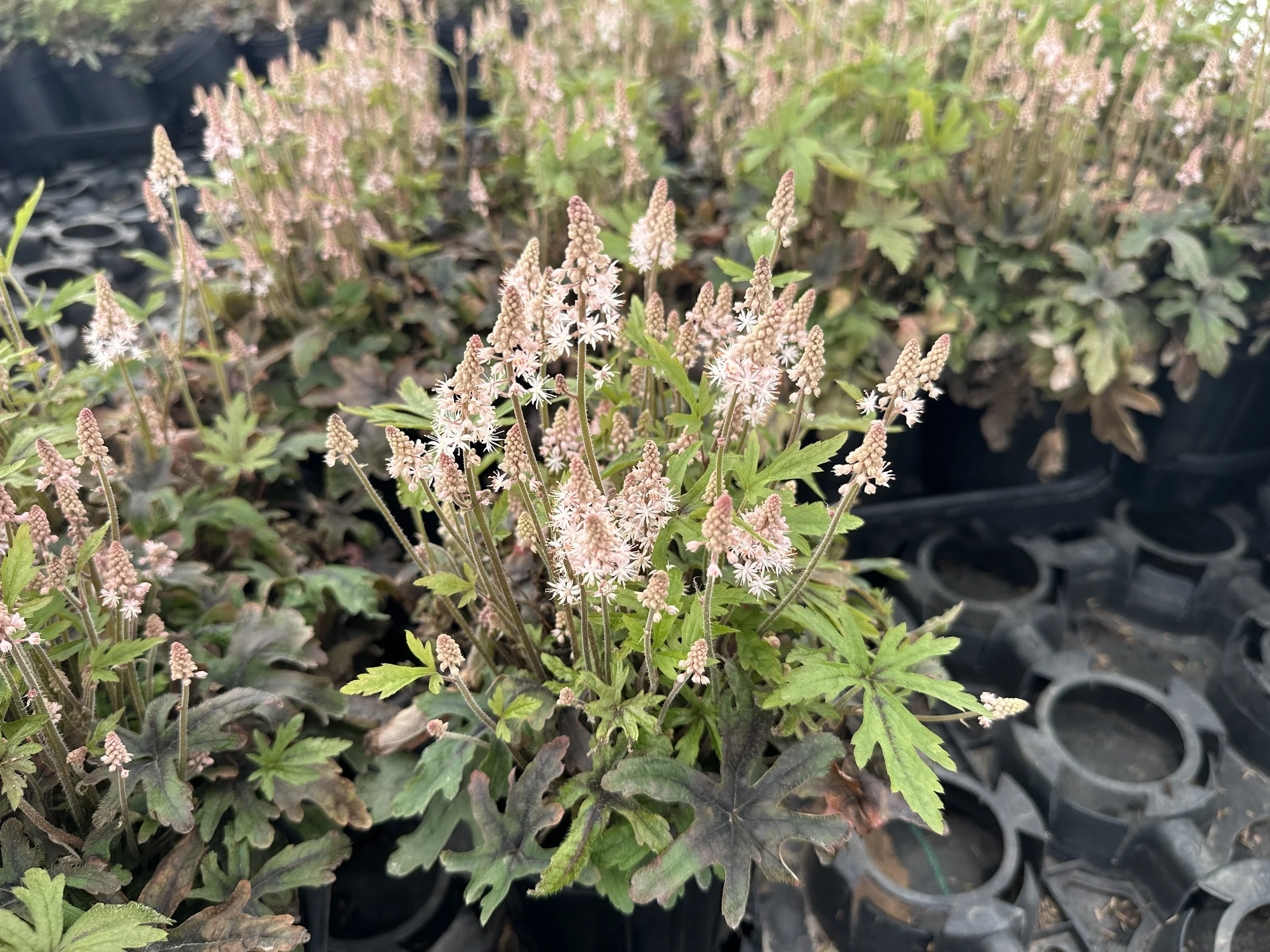 Tiarella Pink Skyrocket.JPG