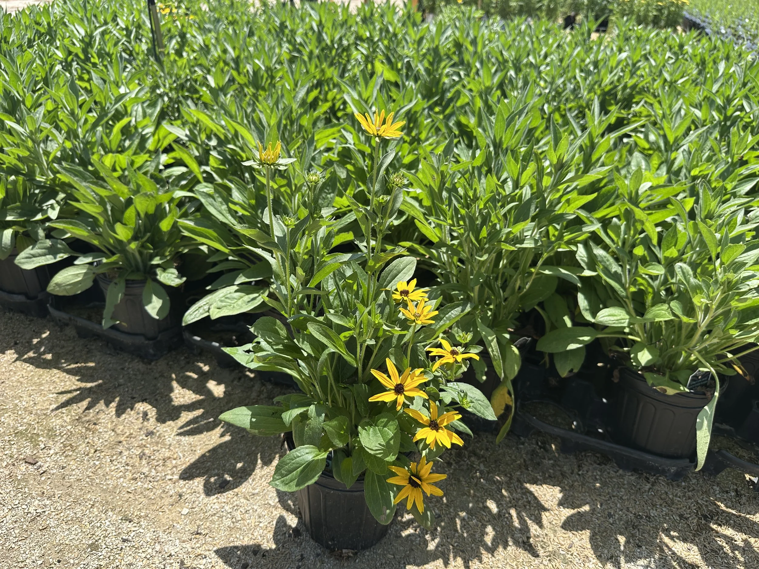 Rudbeckia Glitters Like Gold.JPG