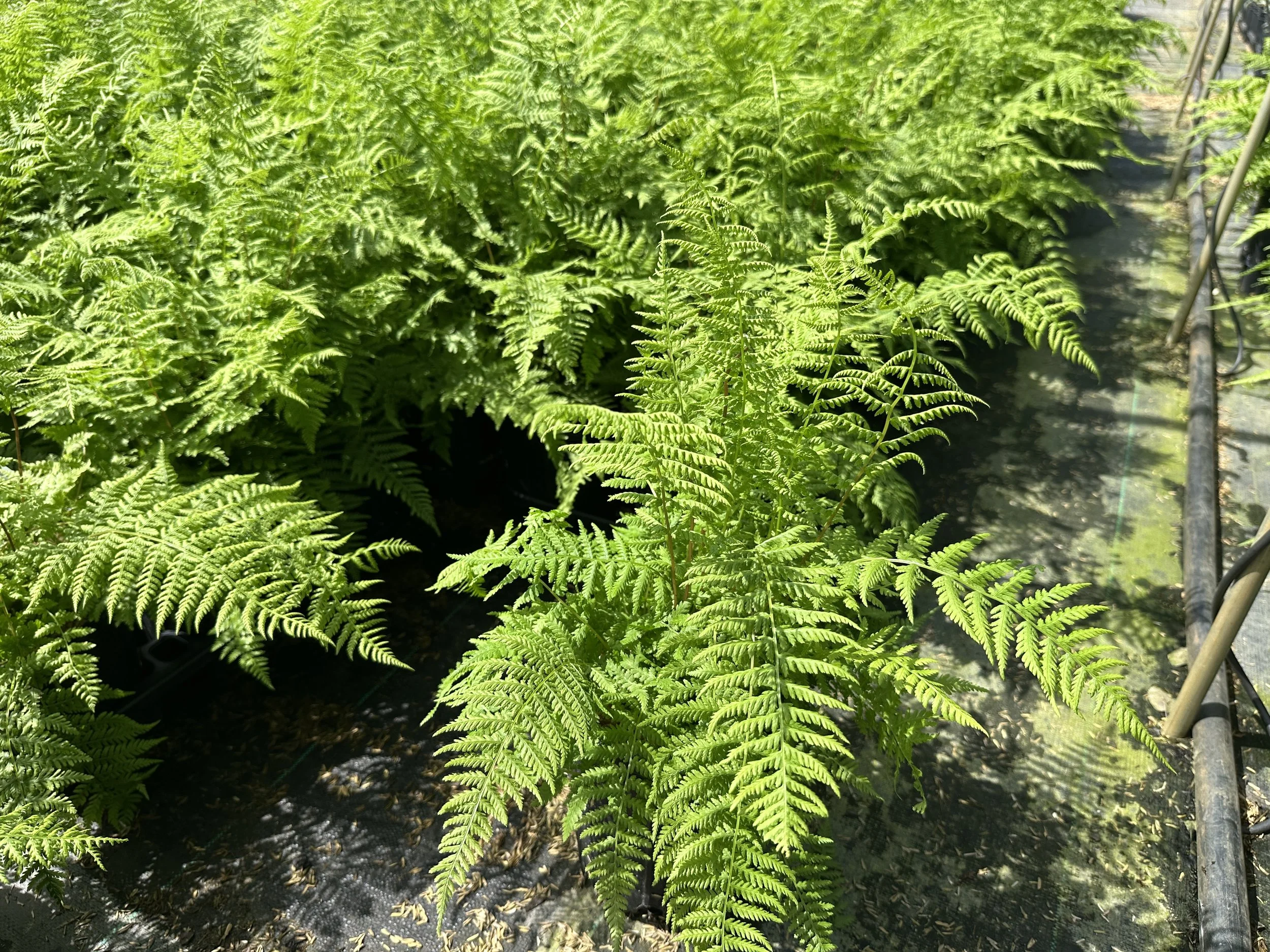 Athyrium filix-femina var. angustum 'Lady in Red'