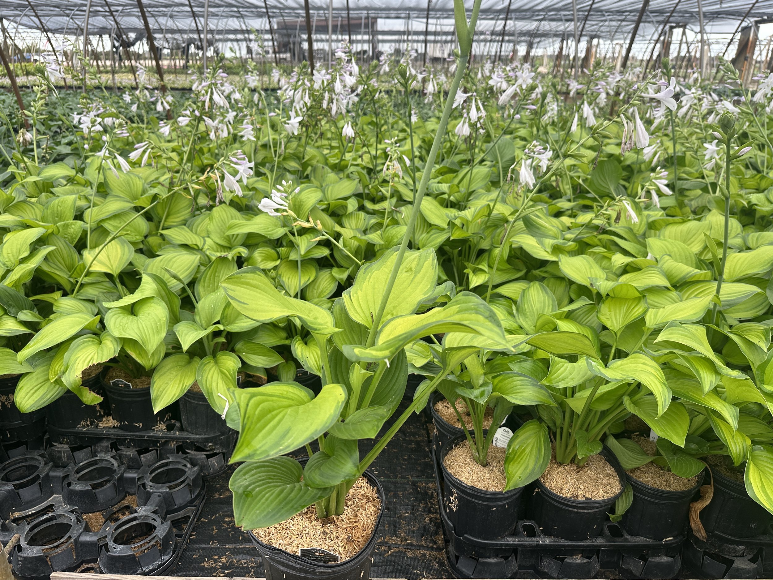 Hosta 'Guacamole'