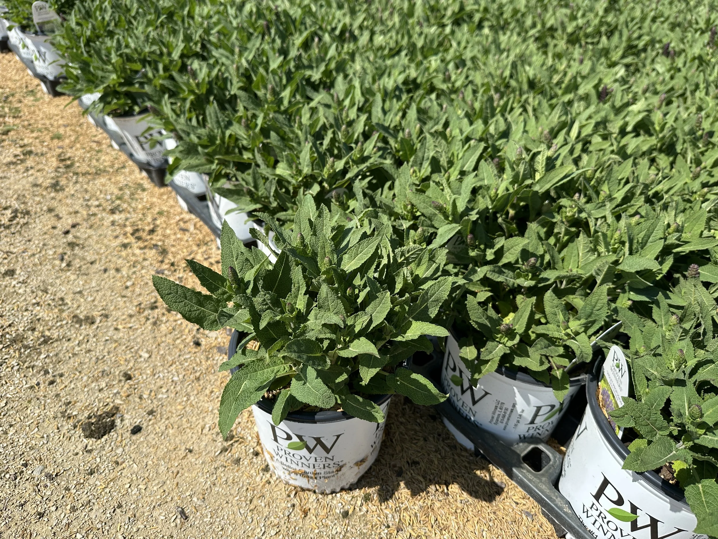 Salvia nemorosa 'Violet Profusion' PP31467