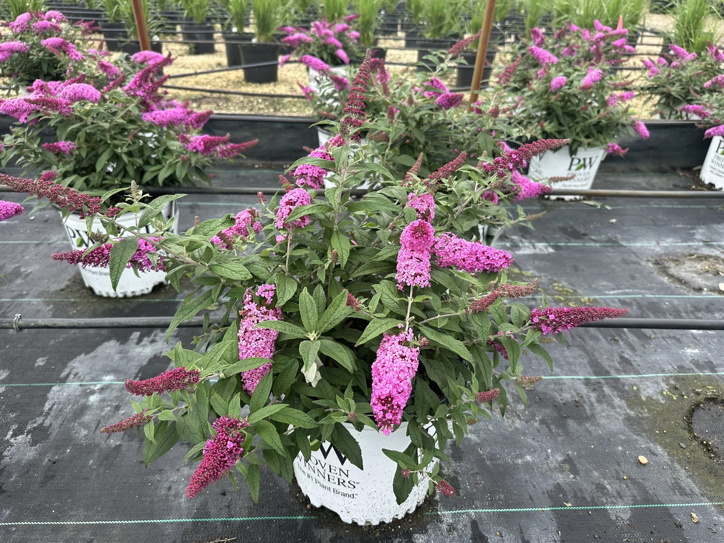 Buddleia Pugster Pinker® 'SMNBDB' PP33565