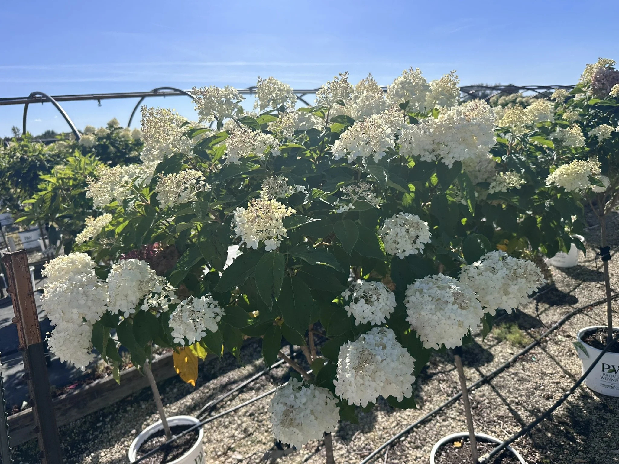 Hydrangea pan. 'Limelight' (Tree Form) PP12874