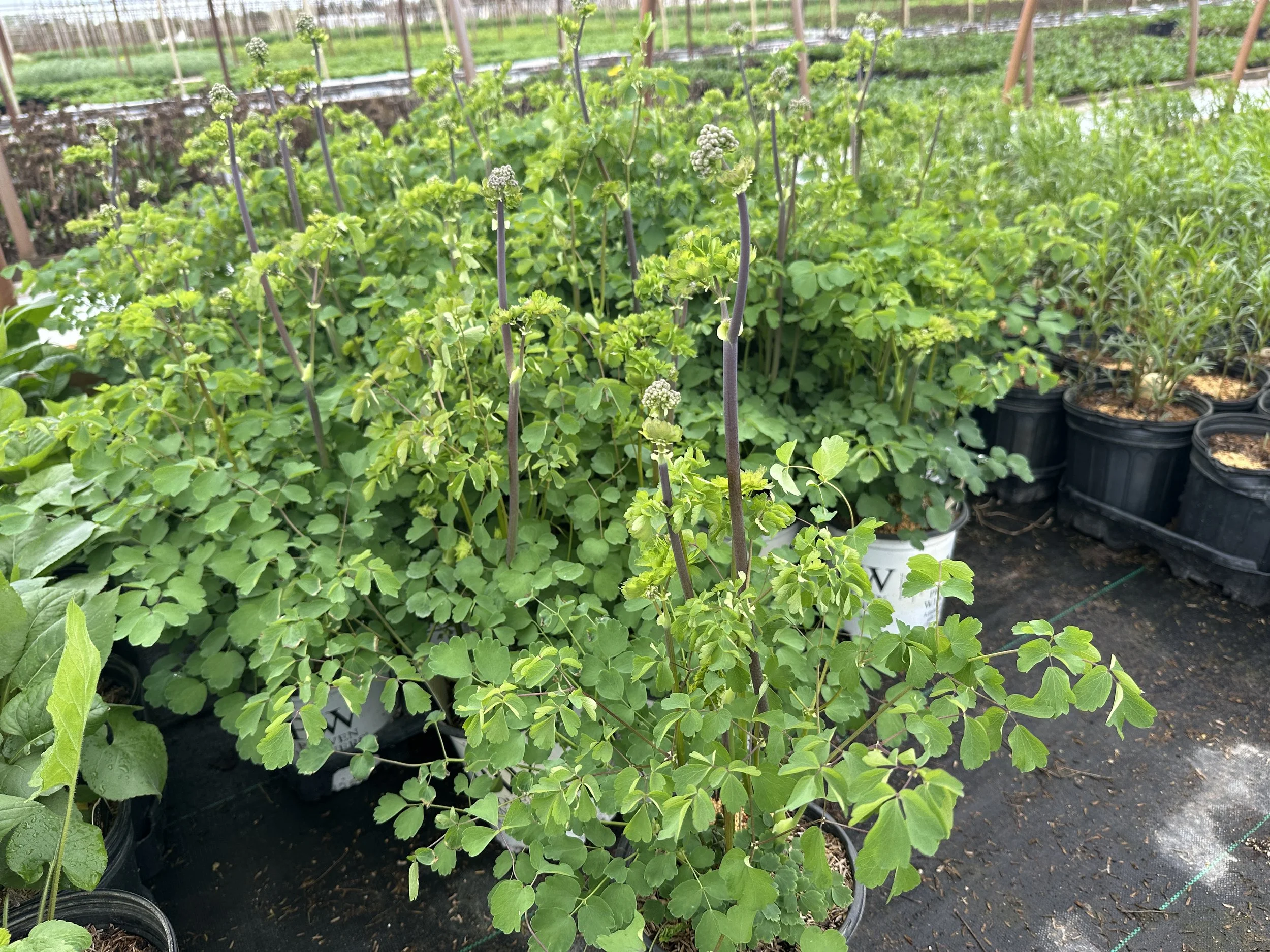 Thalictrum 'Cotton Candy' PPAF