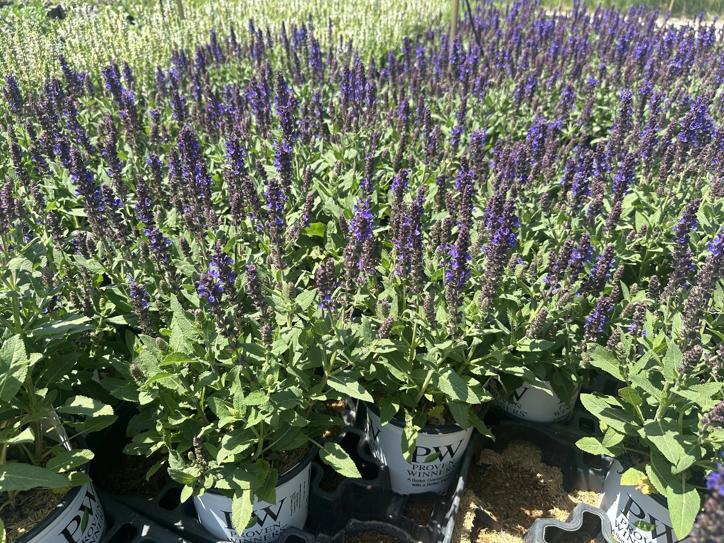 Salvia nemorosa 'Violet Profusion' PP31467