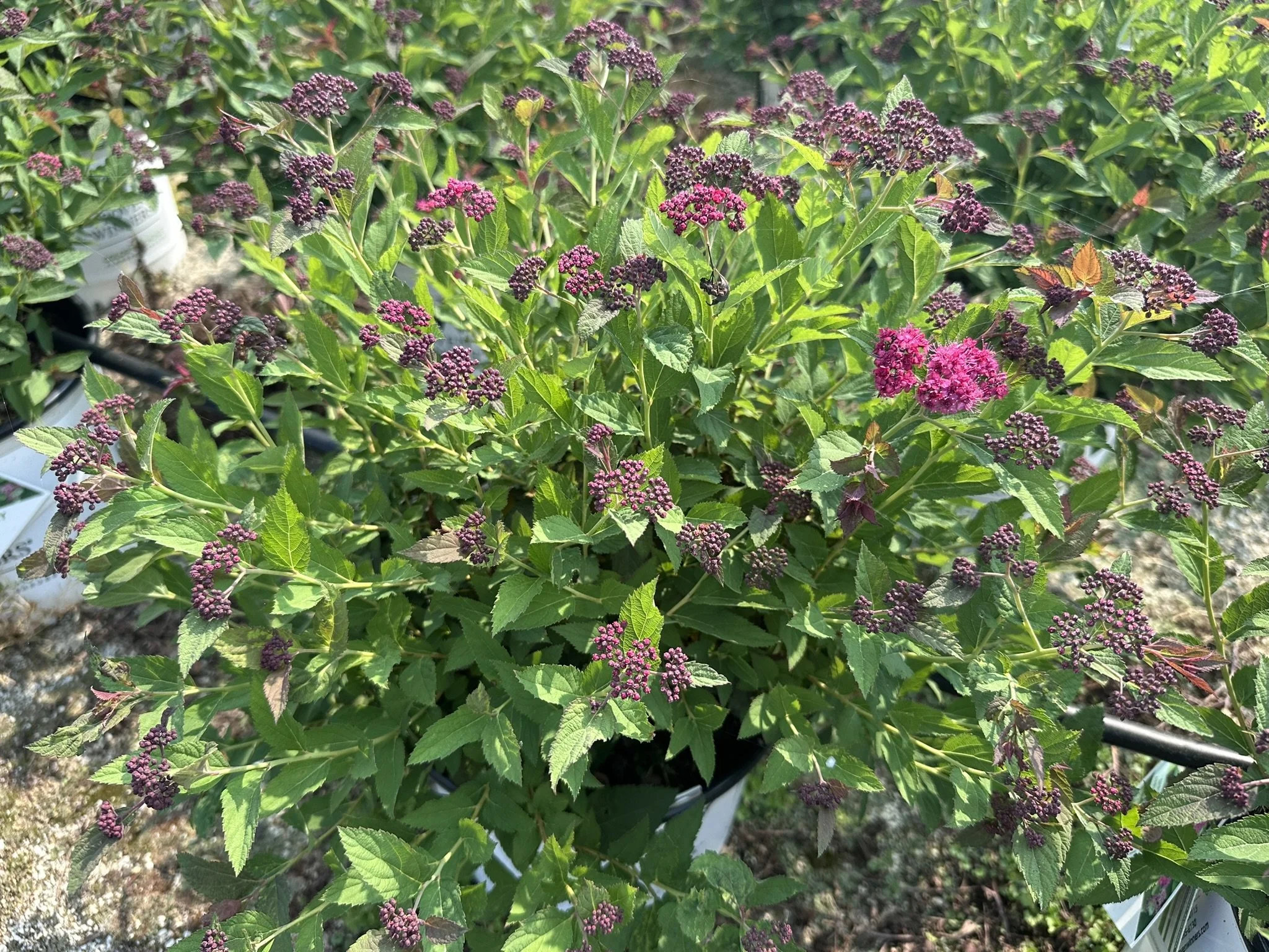 Spiraea japonica Double Play Doozie® 'NCSX2' PP30953