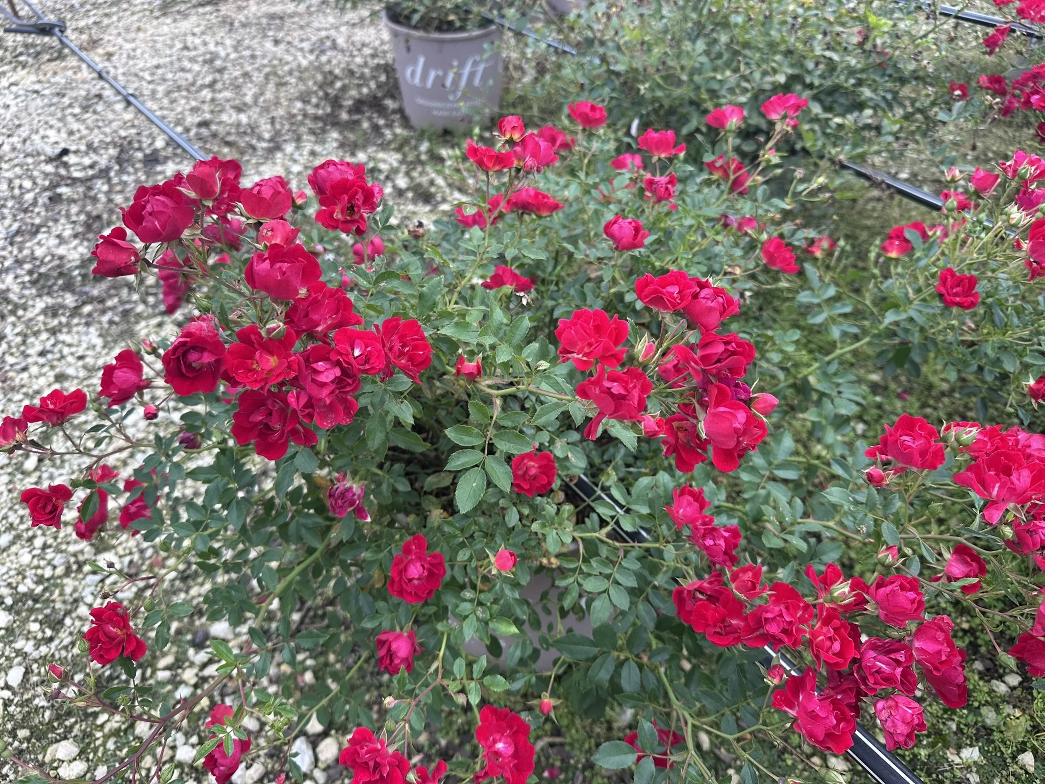 Rosa Red Drift® 'Meigalpio' PP17877