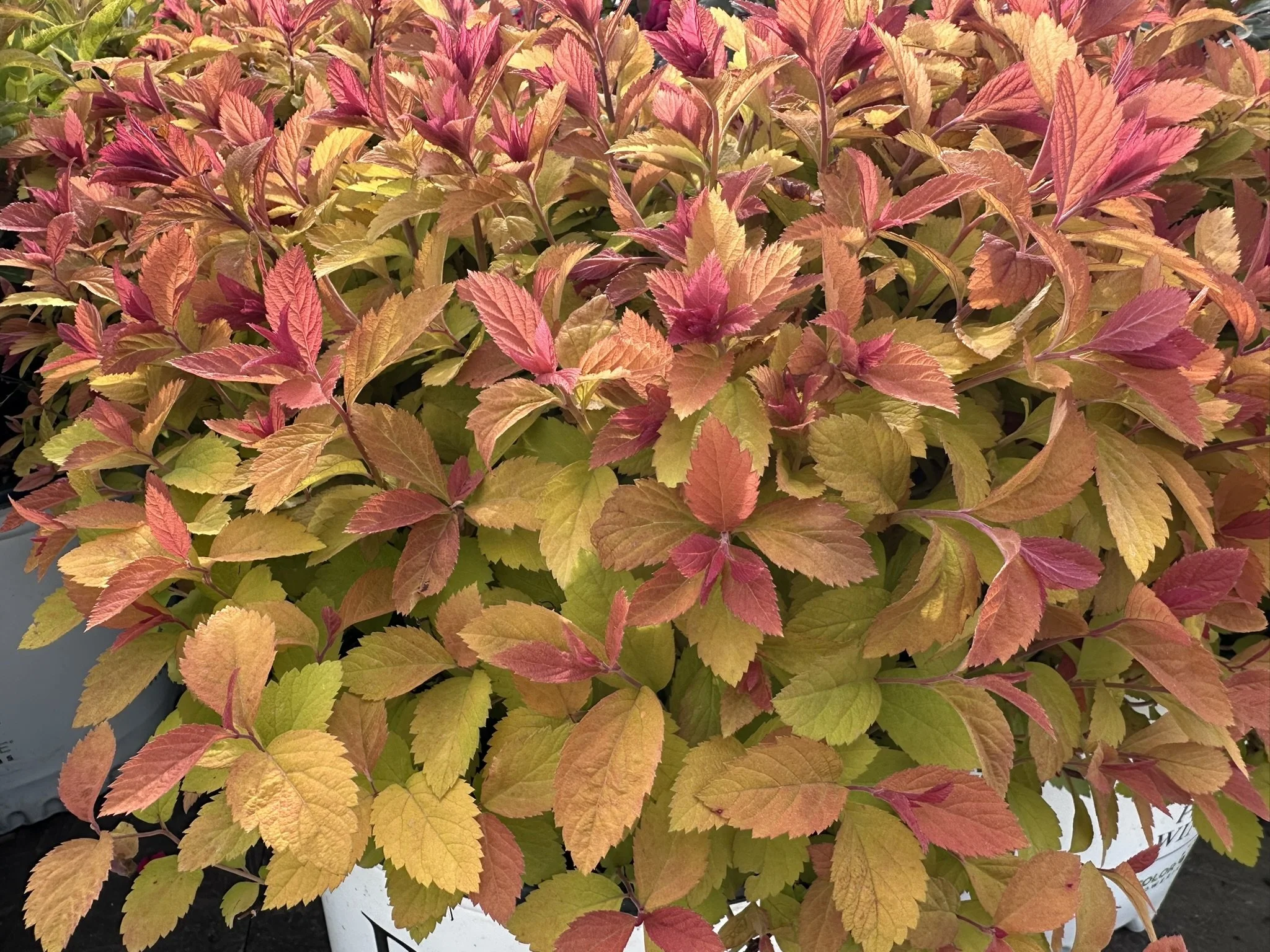 Spiraea japonica Double Play® Big Bang 'Tracy' PP21588