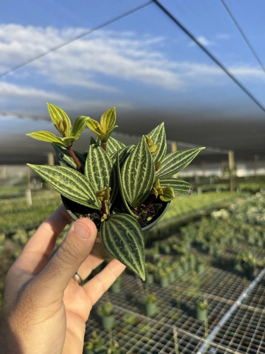 4IN Peperomia Stilt.jpg