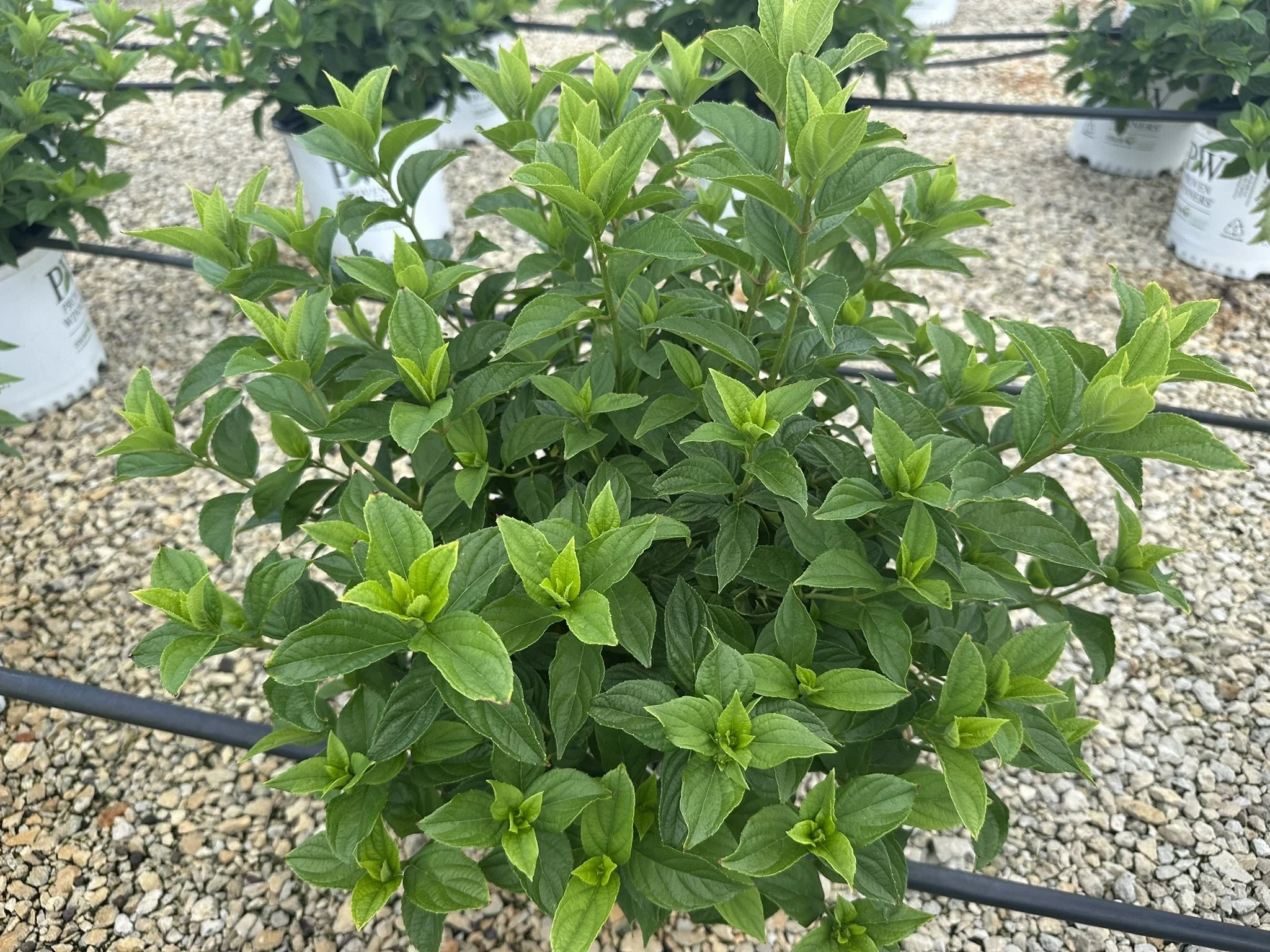 Hydrangea paniculata Little Lime® 'Jane' PP22330