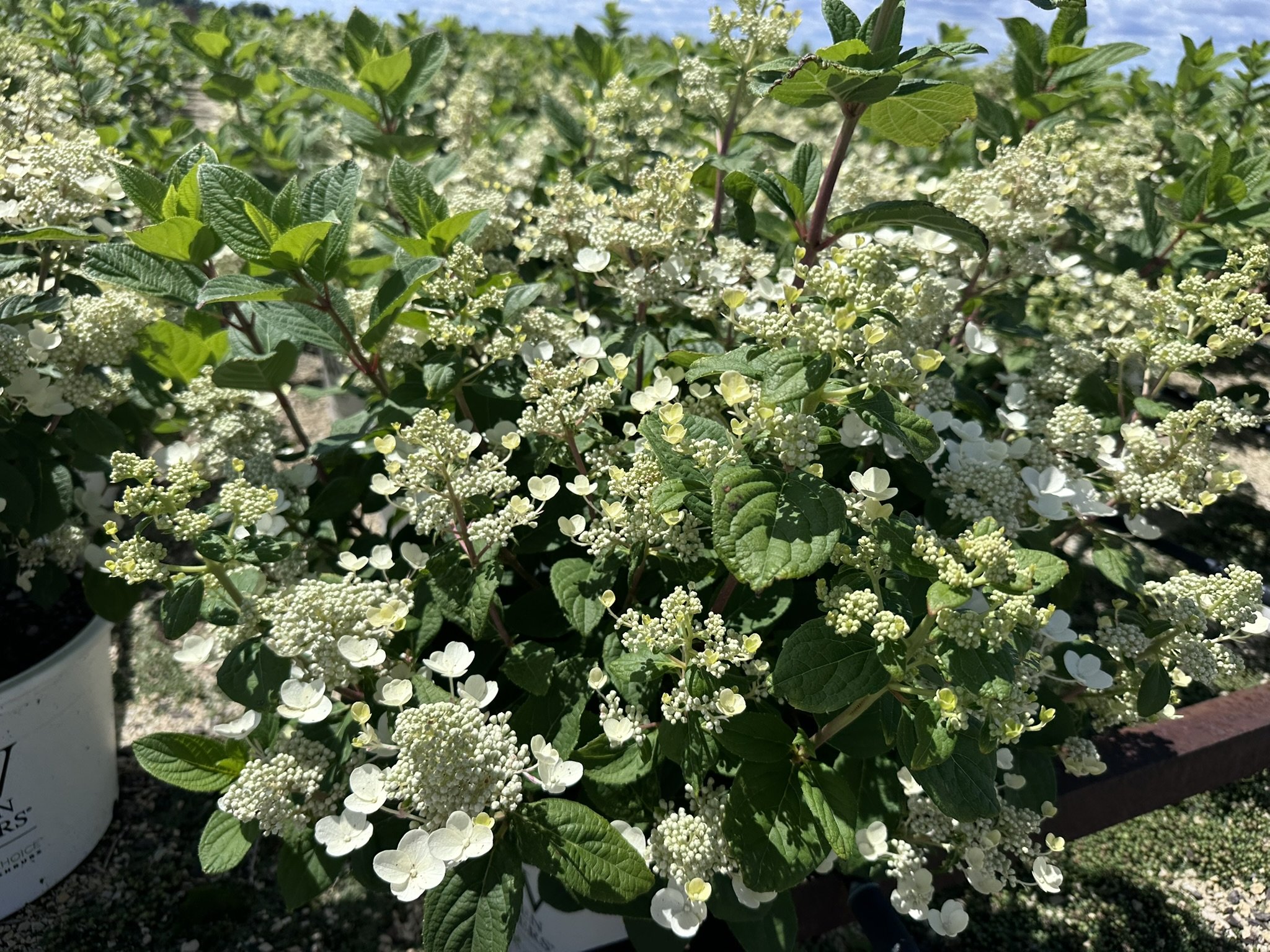 Hydrangea paniculata Quick Fire® 'Bulk' PP16812