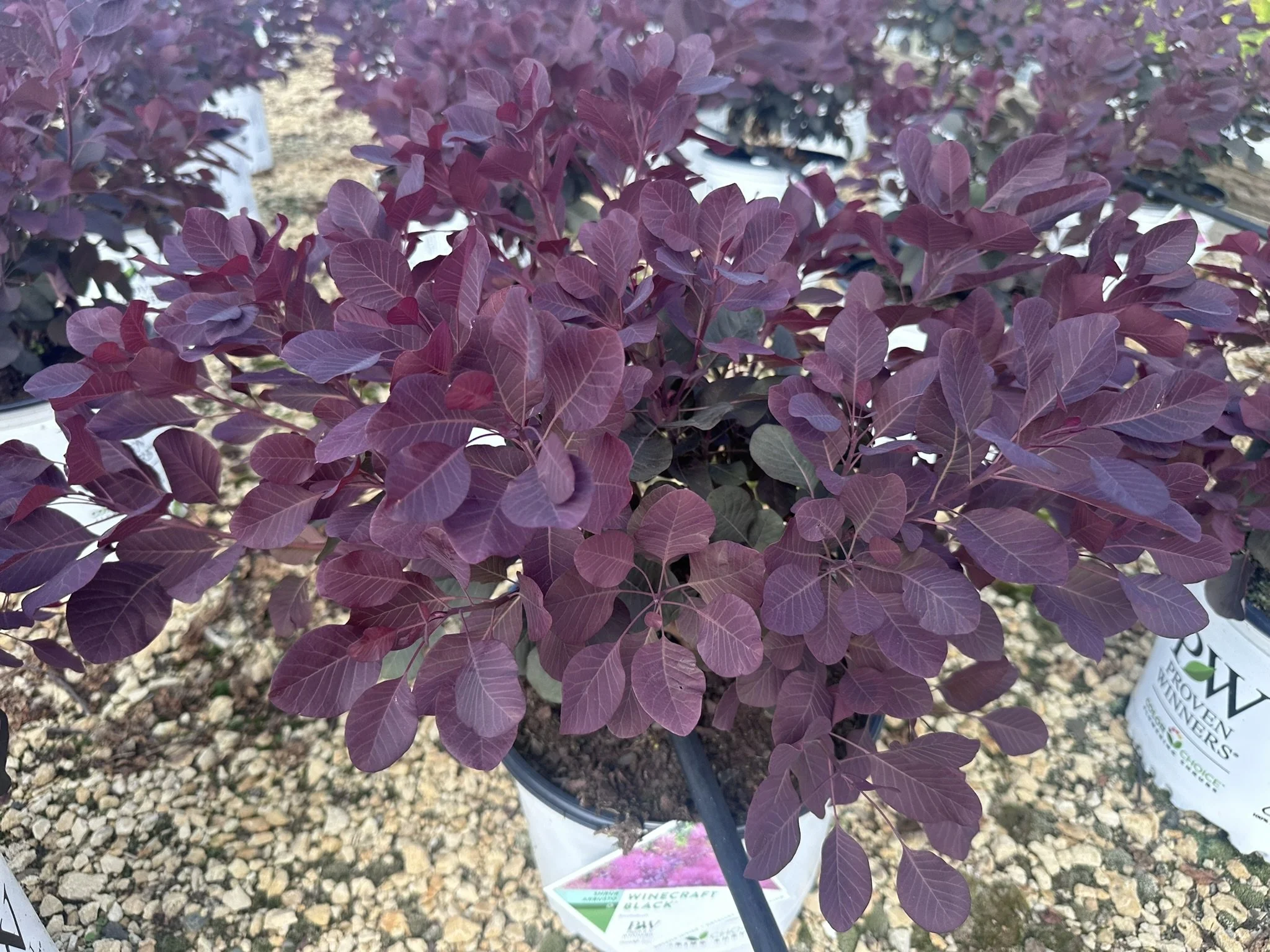 Cotinus coggygria Winecraft Black® 'NCC01' PP30216