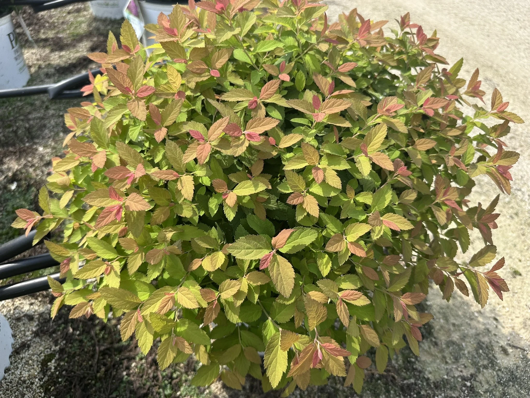 Spiraea japonica Double Play® Big Bang 'Tracy' PP21588