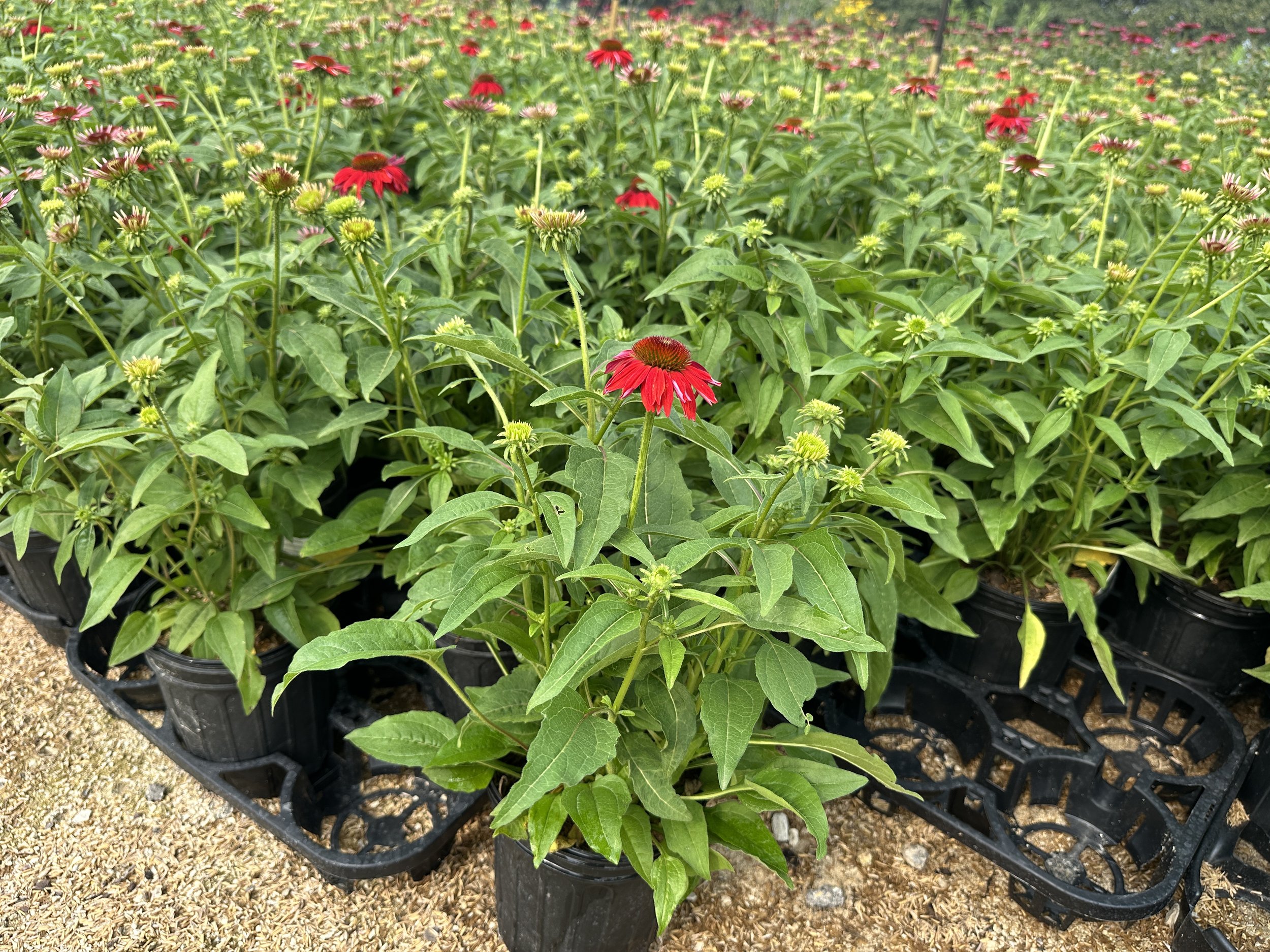 Echinacea Sombrero® Salsa Red 'Balsomsed' PP23105