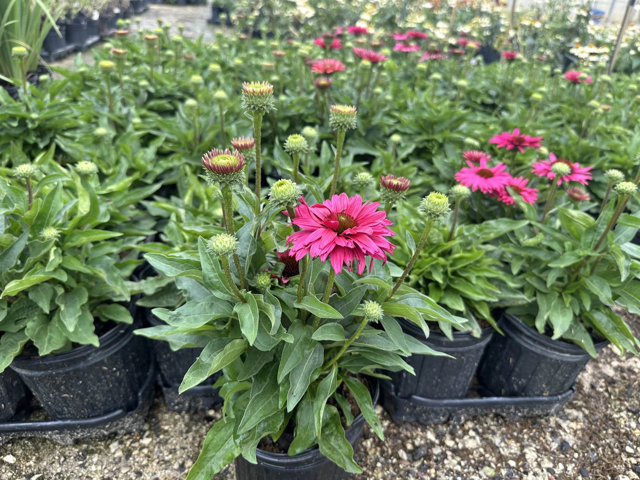 Echinacea Sunseekers Sweet Fuchsia.JPG