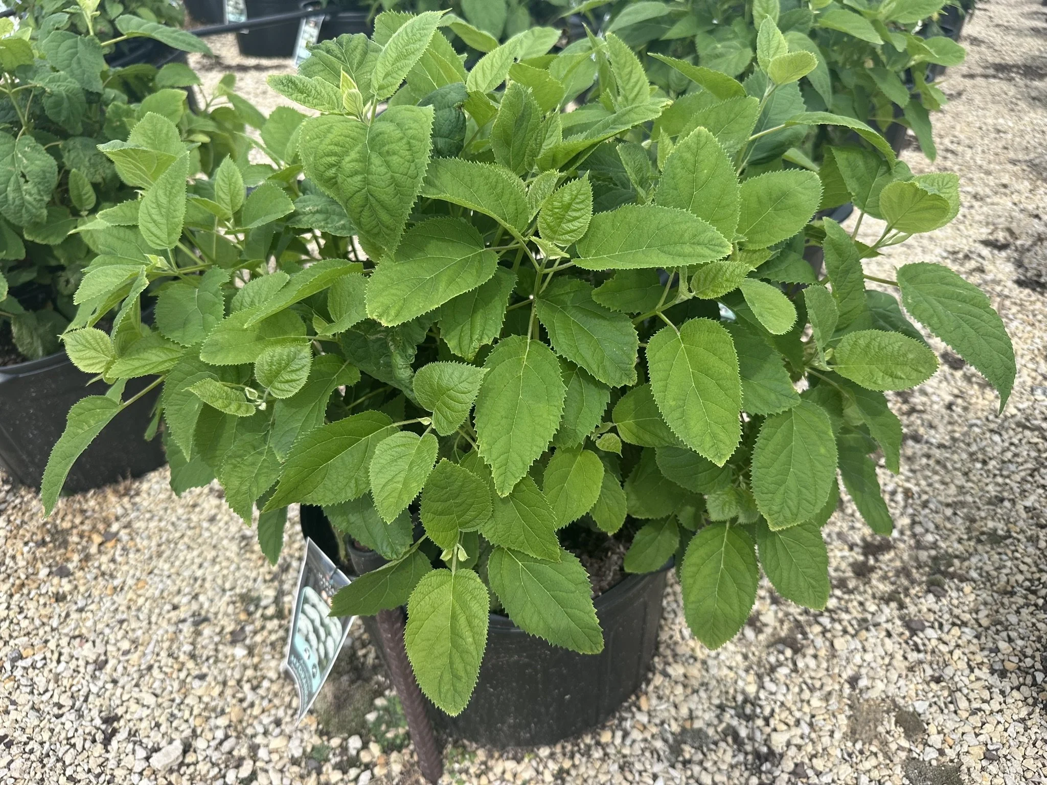 Hydrangea arborescens 'Annabelle'
