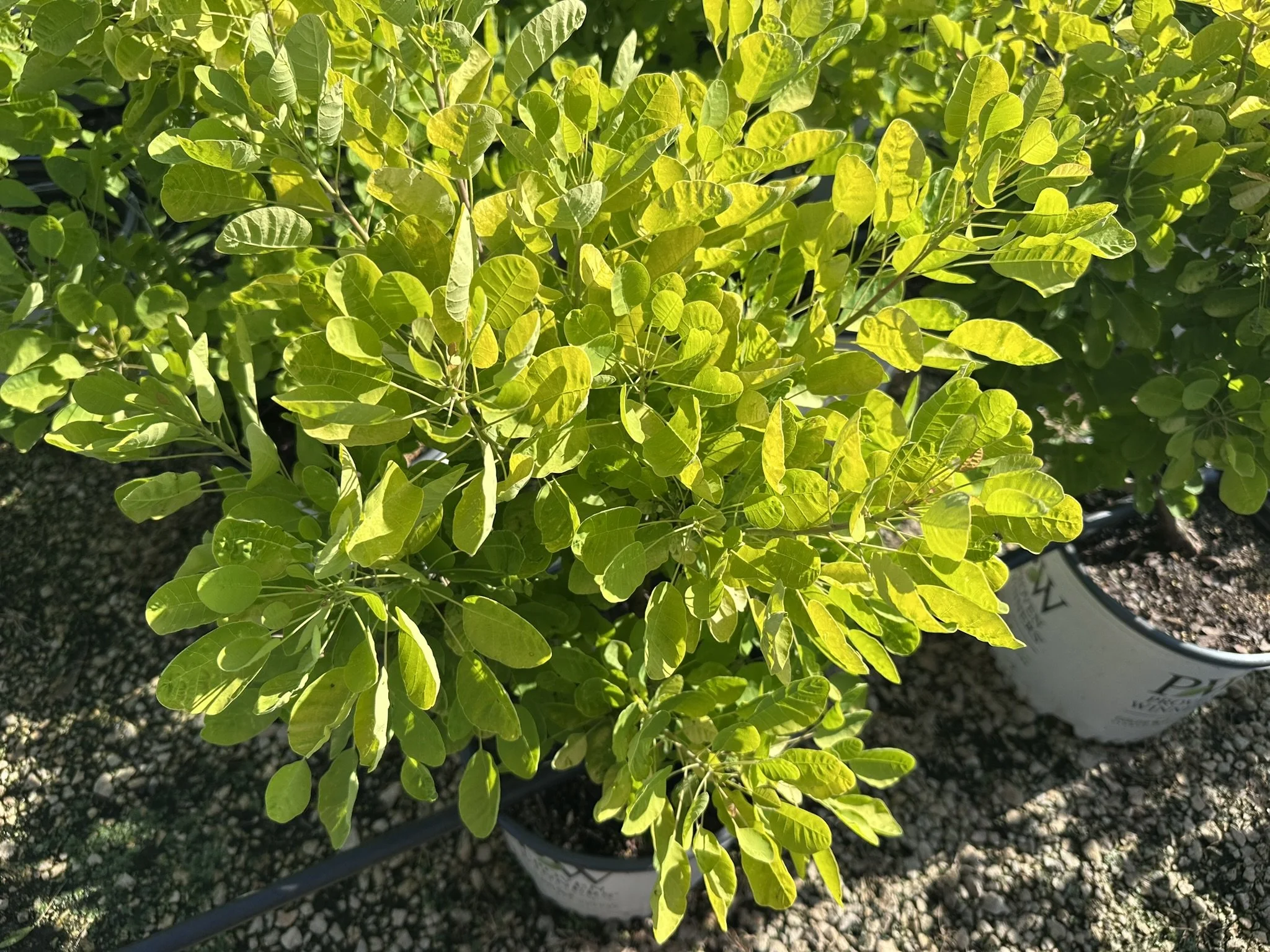 Cotinus coggygria Winecraft Gold® 'MINCOJAU3' PP30327