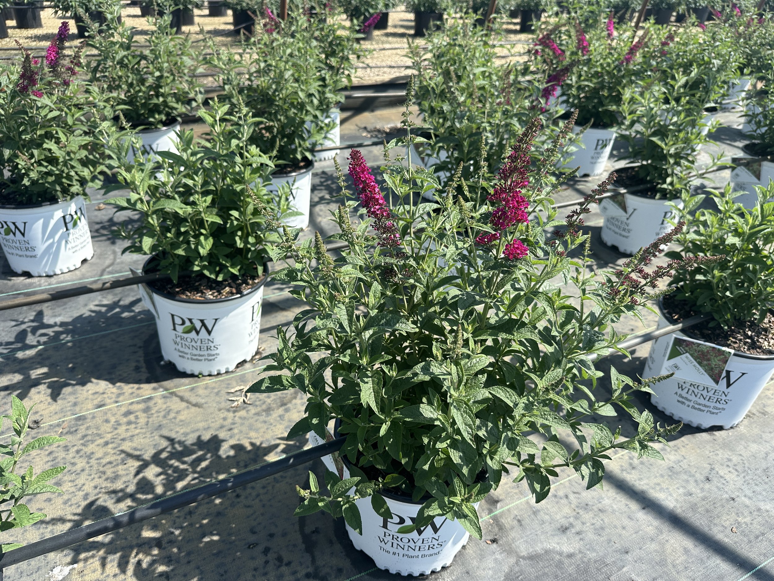 Buddleia 'Miss Molly' PP23425