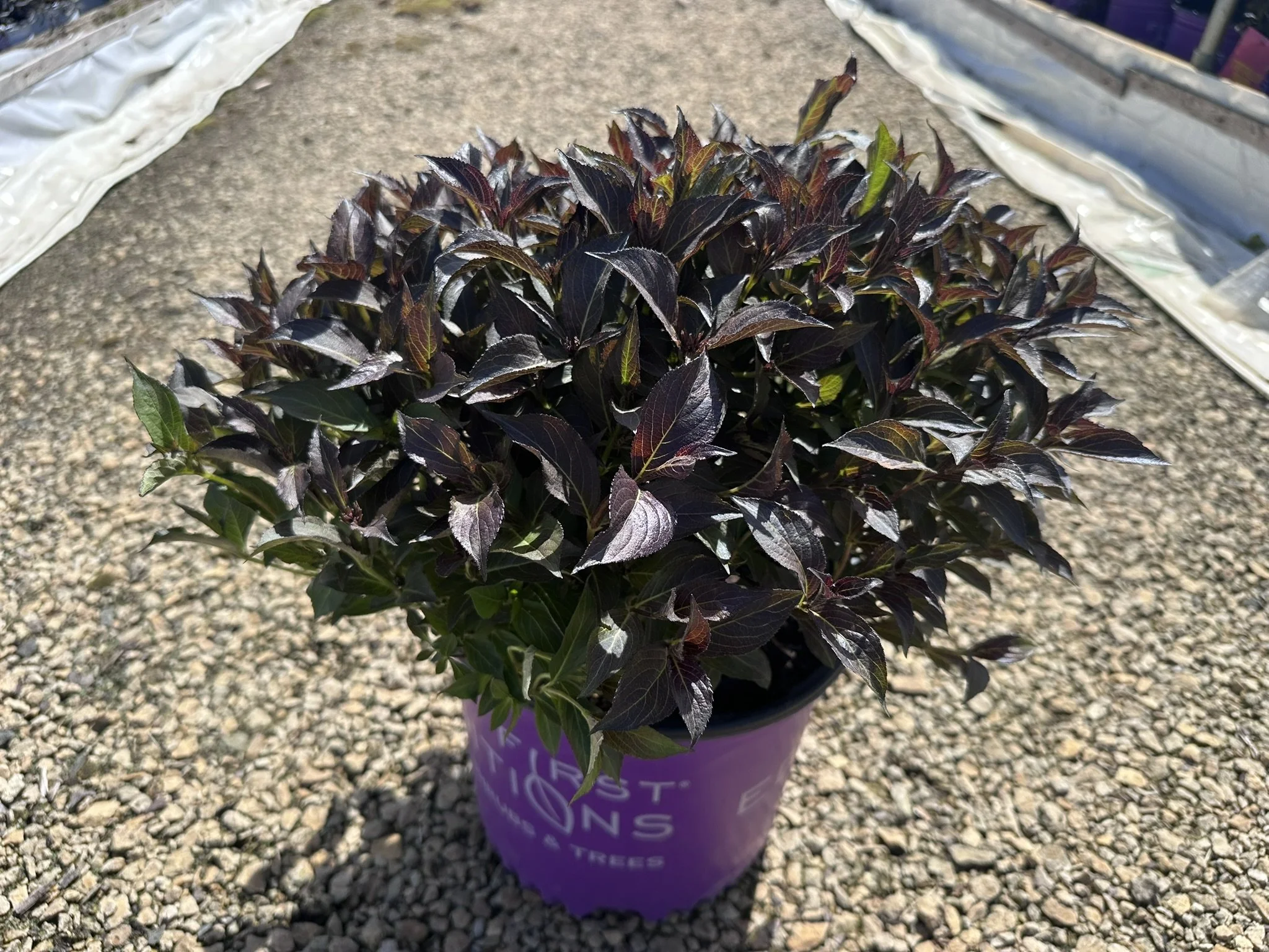 Weigela florida Shining Sensation™ 'Bokrashine'